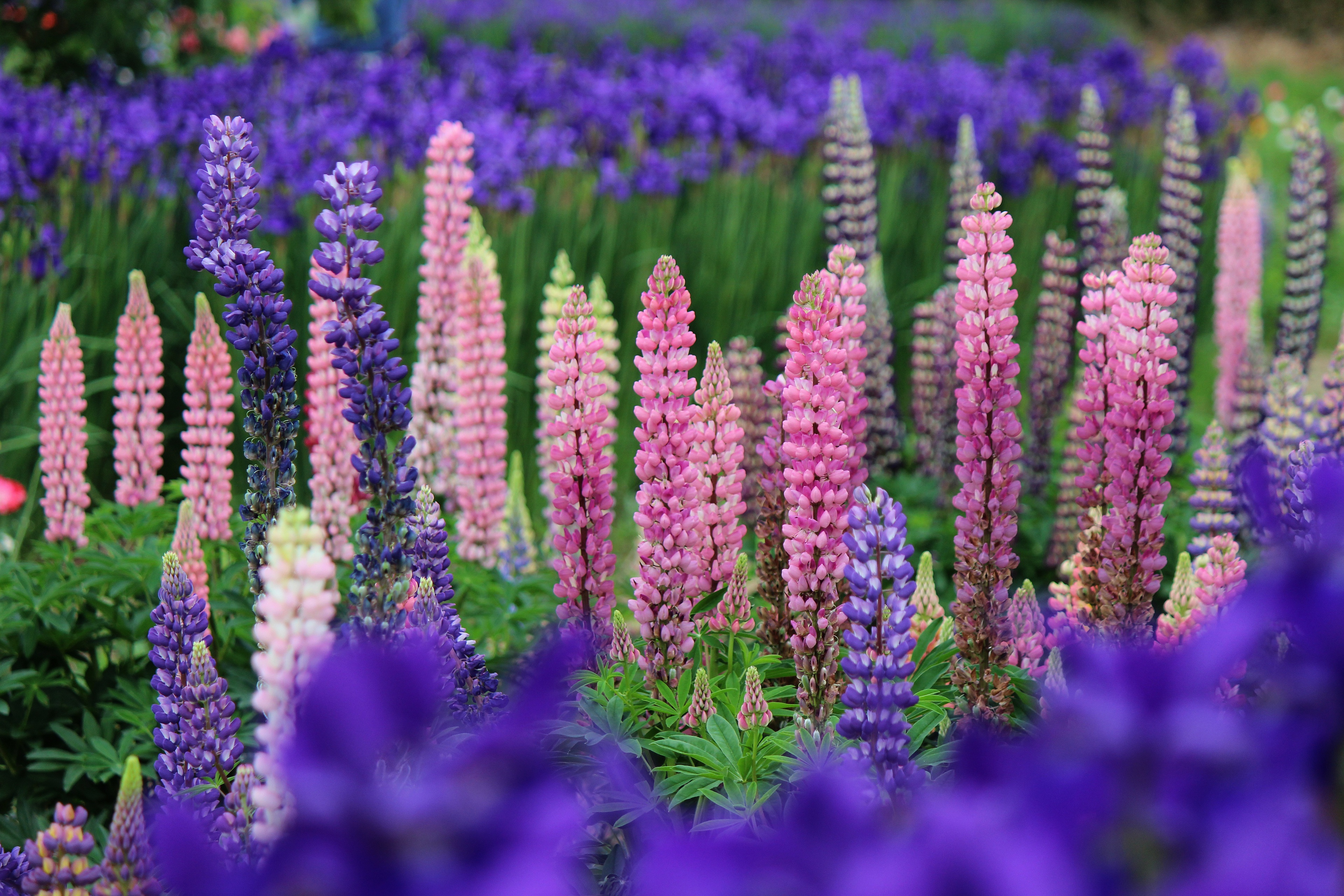 Download mobile wallpaper Summer, Flower, Earth, Lupine for free.