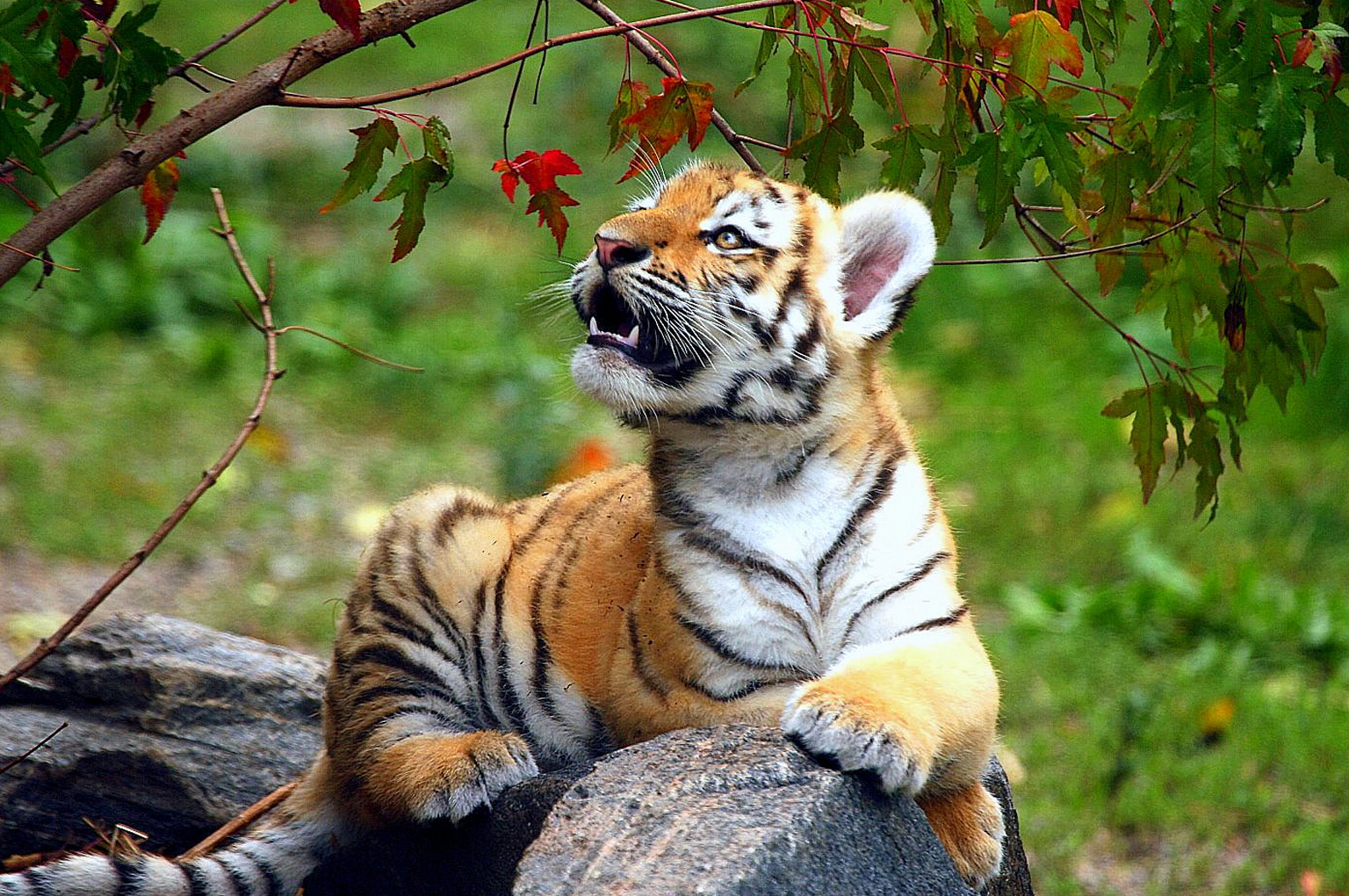 Téléchargez gratuitement l'image Animaux, Chats, Tigre sur le bureau de votre PC