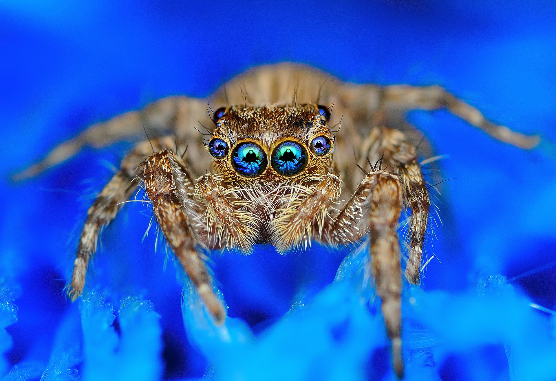 Free download wallpaper Spiders, Animal, Jumping Spider on your PC desktop