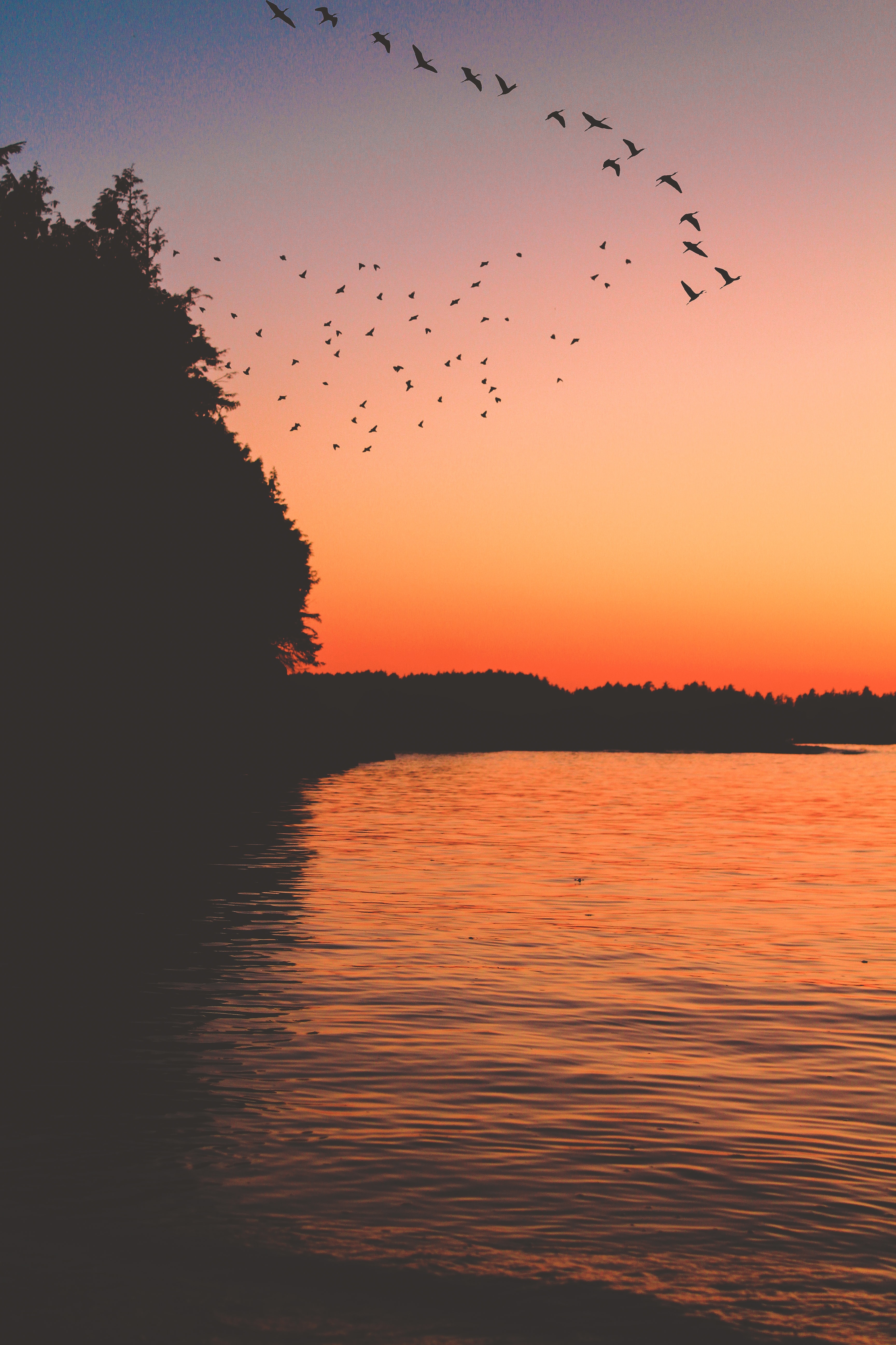 Download mobile wallpaper Nature, Sunset, Lake, Dark, Birds for free.