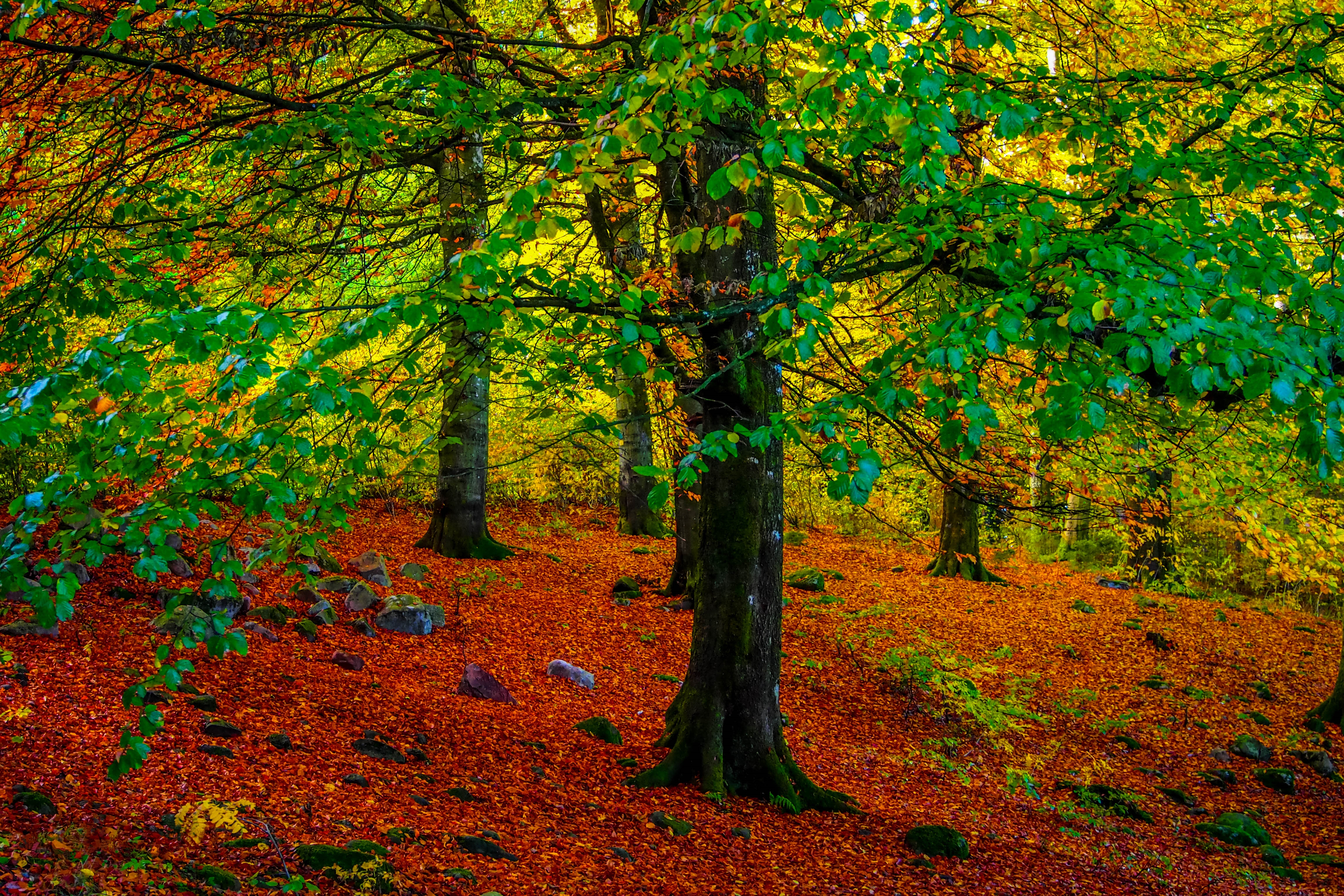 Скачать обои бесплатно Осень, Лес, Дерево, Земля/природа картинка на рабочий стол ПК