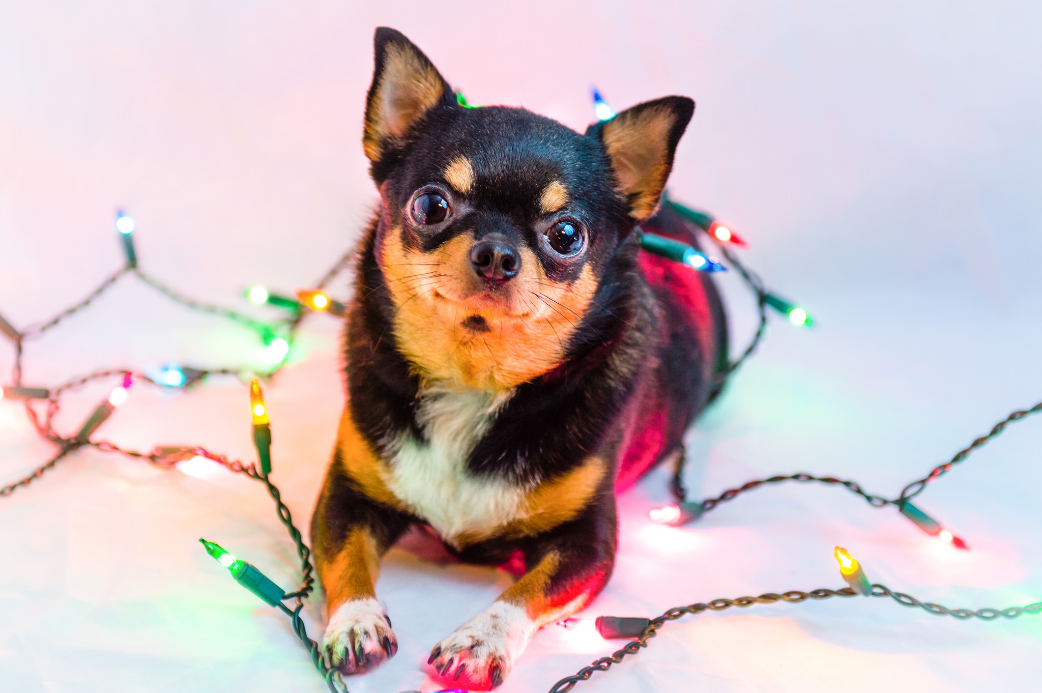 Handy-Wallpaper Tiere, Hunde, Hund, Chihuahua, Weihnachtsbeleuchtung kostenlos herunterladen.