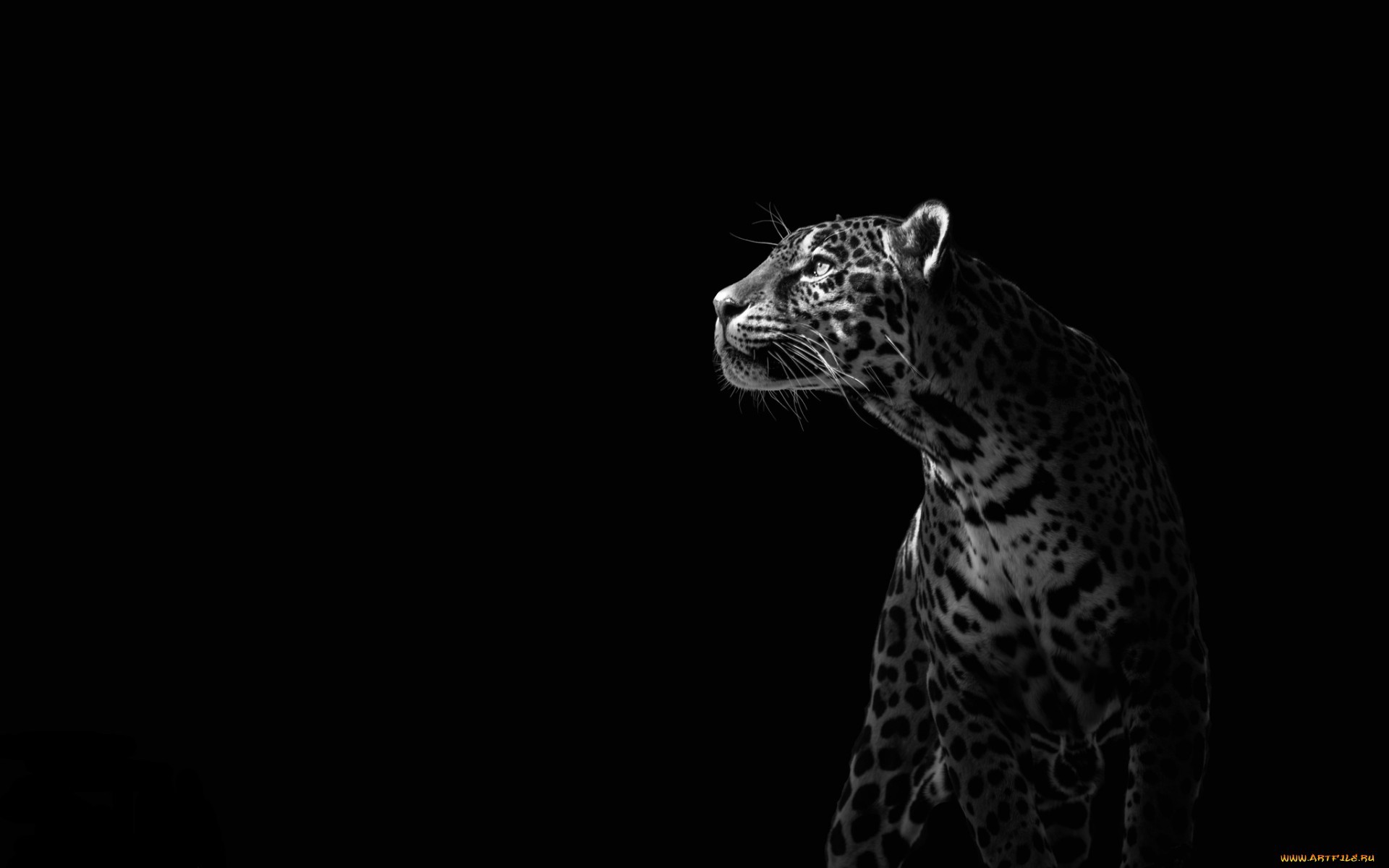 Wallpaper Full HD animals, leopards, black