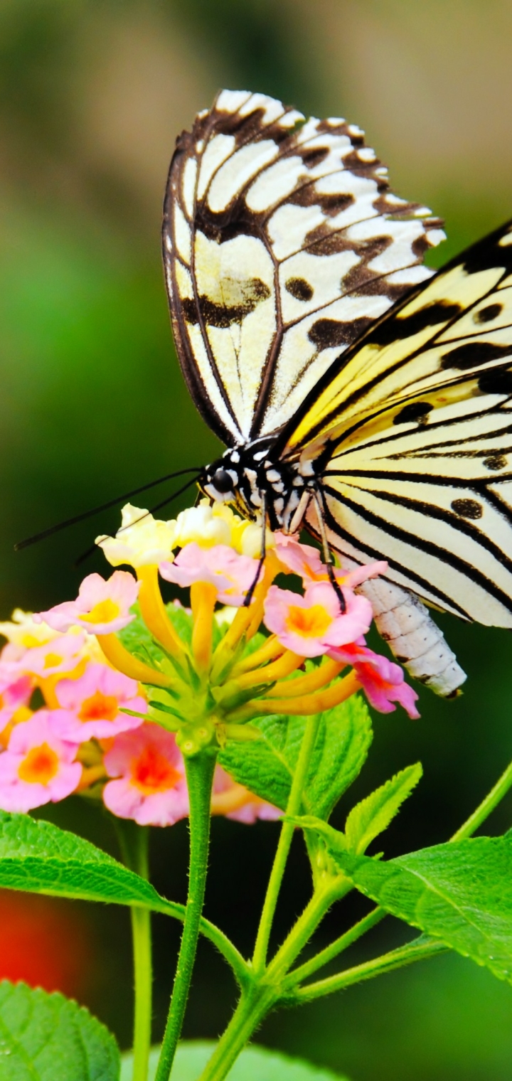 Download mobile wallpaper Butterfly, Animal for free.