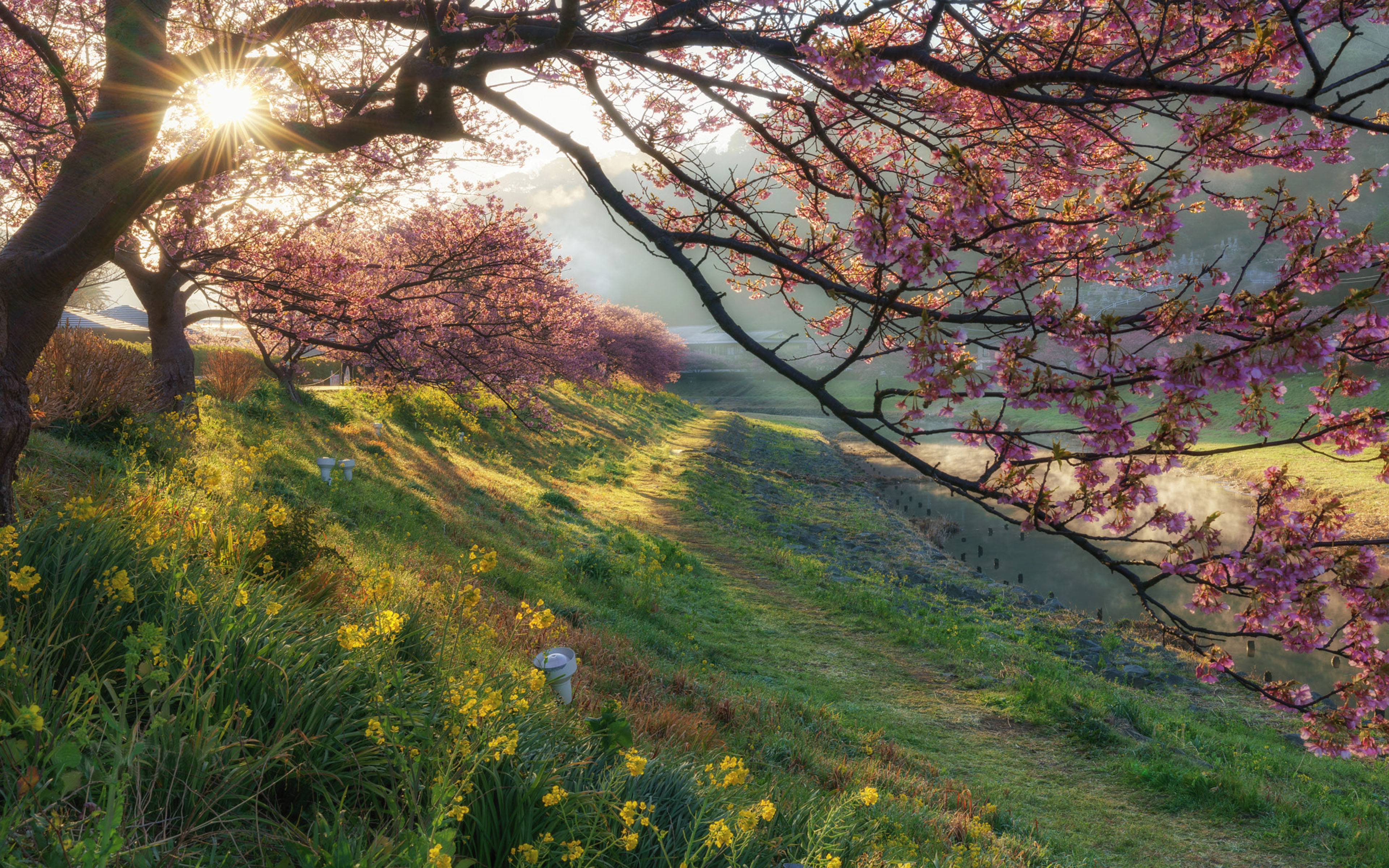 Descarga gratuita de fondo de pantalla para móvil de Amanecer, Flor, Árbol, Tierra, Tierra/naturaleza.