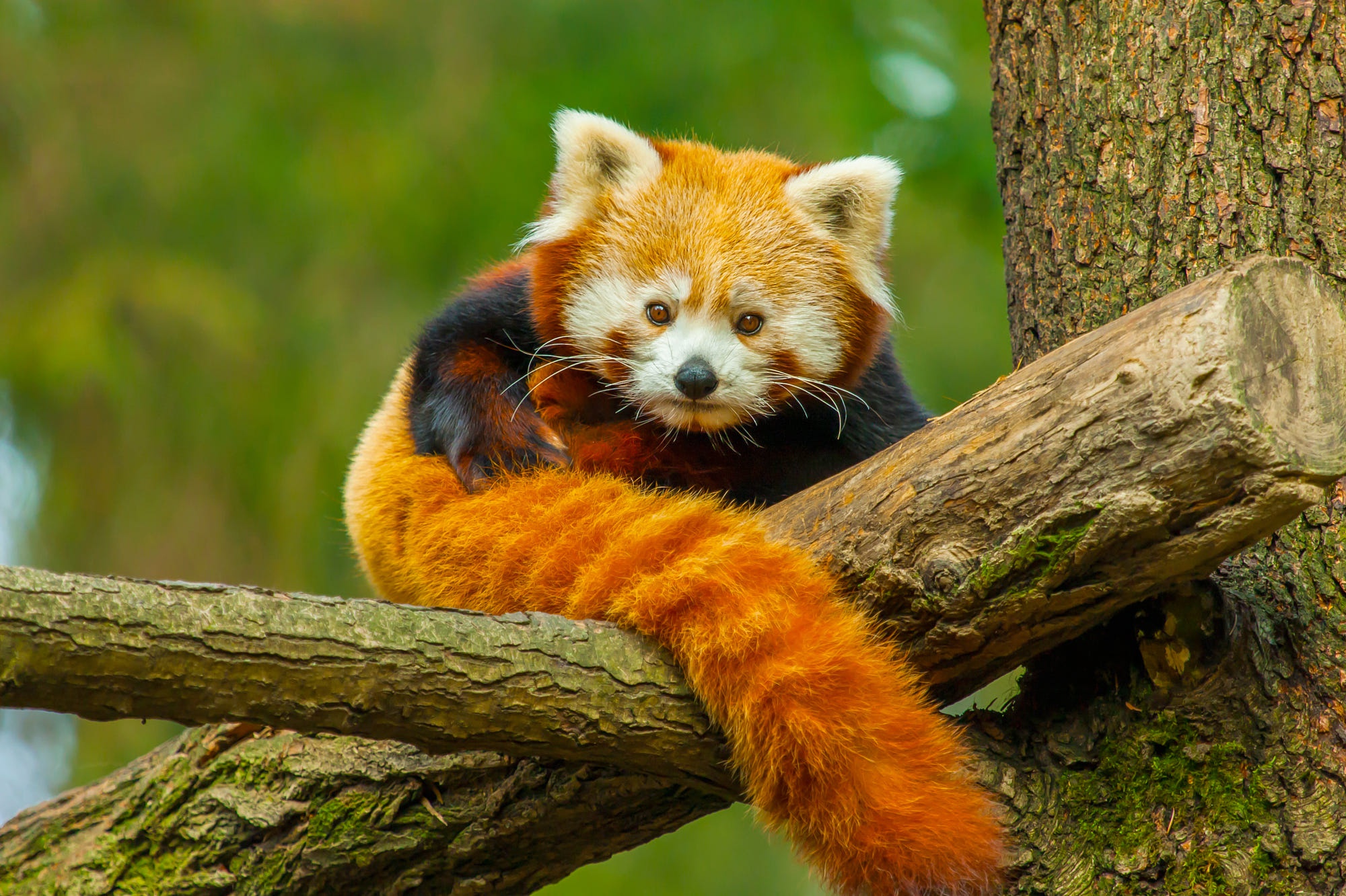 Free download wallpaper Animal, Red Panda on your PC desktop