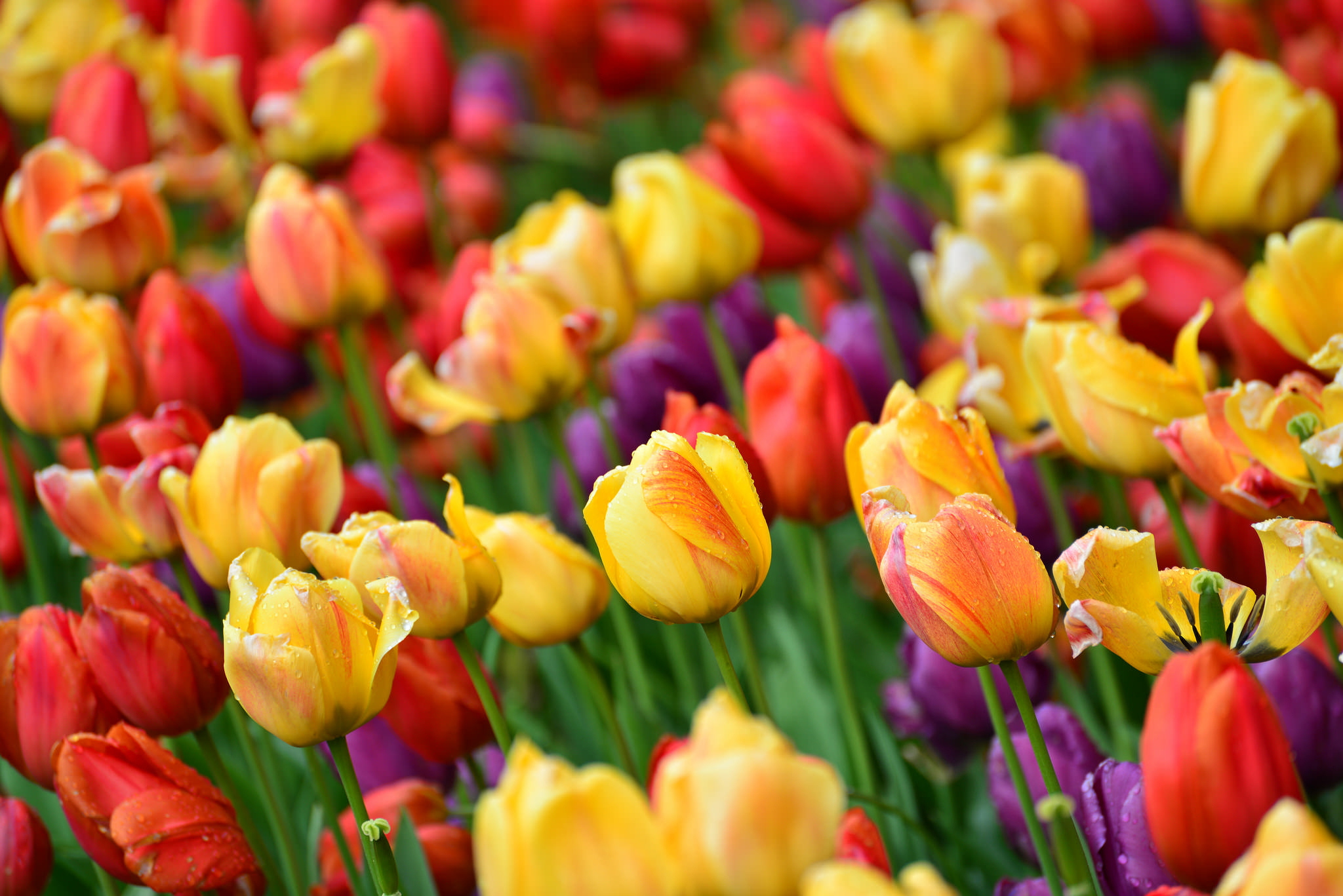 Descarga gratuita de fondo de pantalla para móvil de Naturaleza, Flores, Flor, Tulipán, Flor Amarilla, Flor Roja, Tierra/naturaleza.