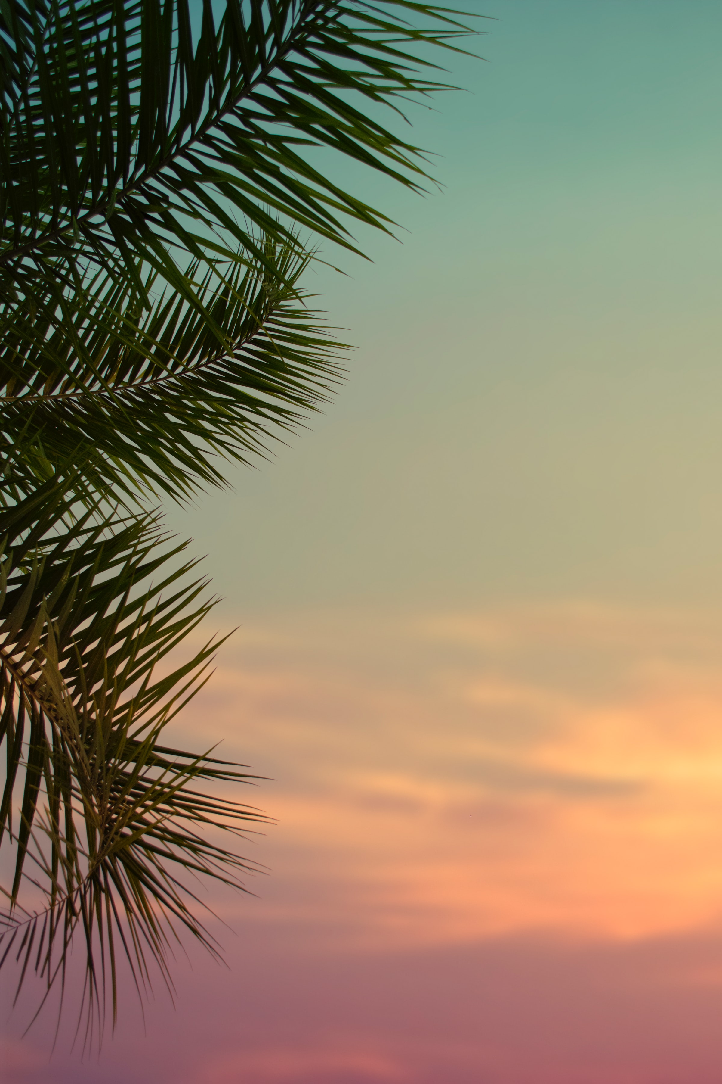 Download mobile wallpaper Sky, Palm, Dusk, Leaves, Plant, Twilight, Nature for free.