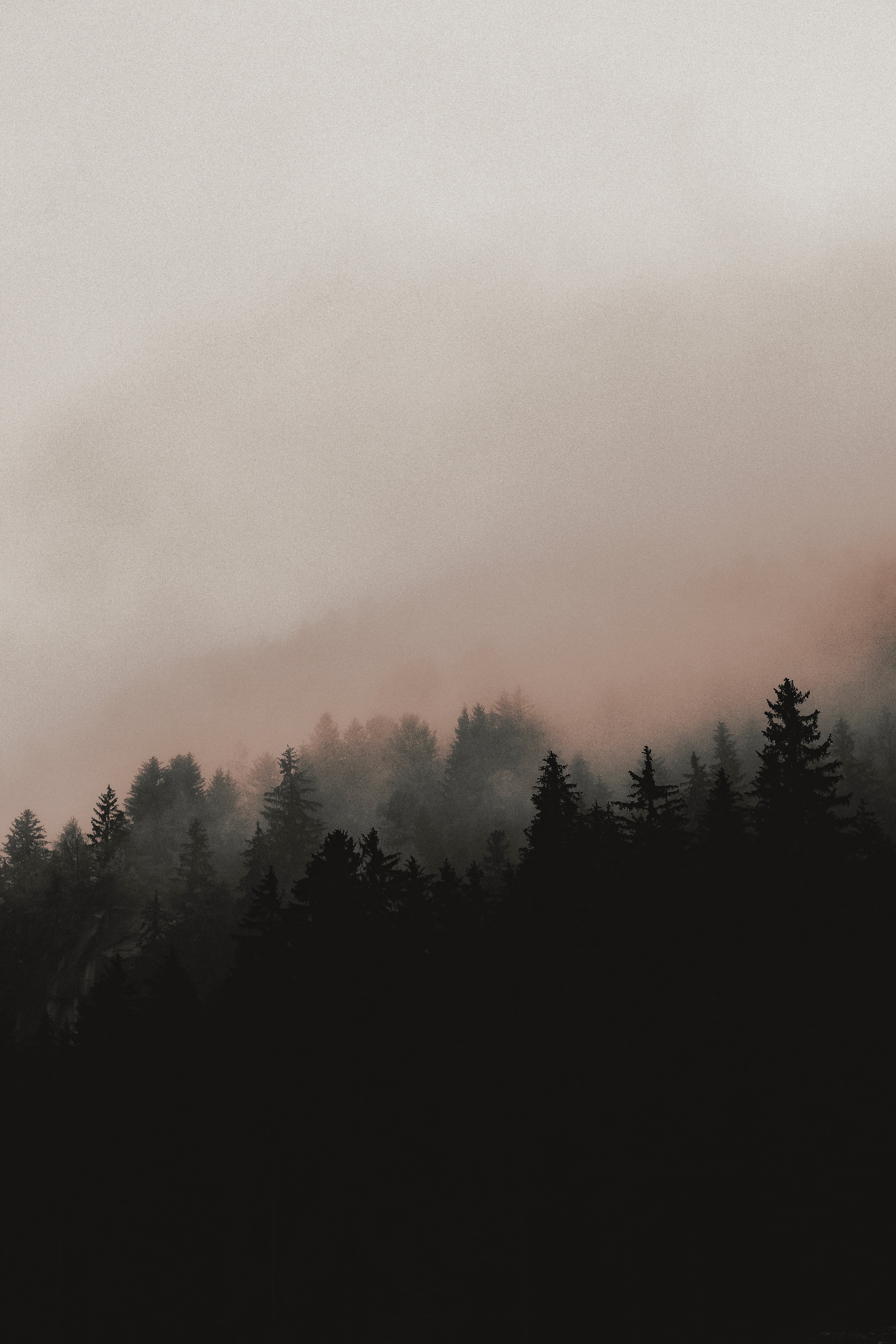 forest, nature, trees, fog, slope