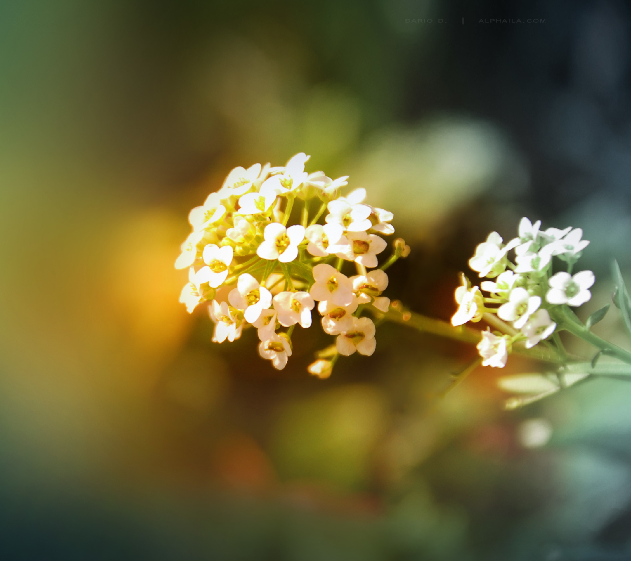 Téléchargez gratuitement l'image Fleurs, Fleur, Terre/nature sur le bureau de votre PC