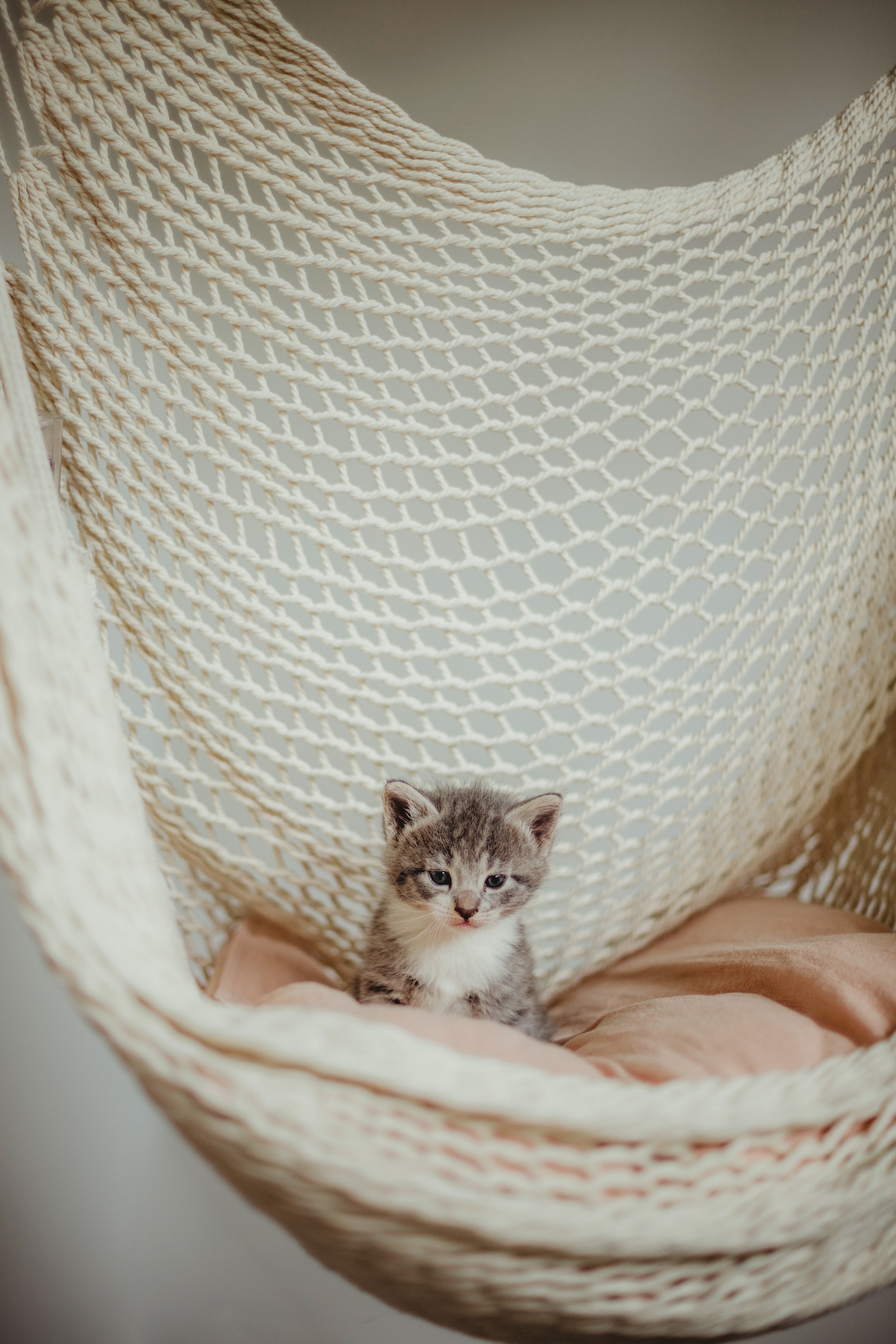 pet, animals, cat, kitty, kitten, grey, hammock