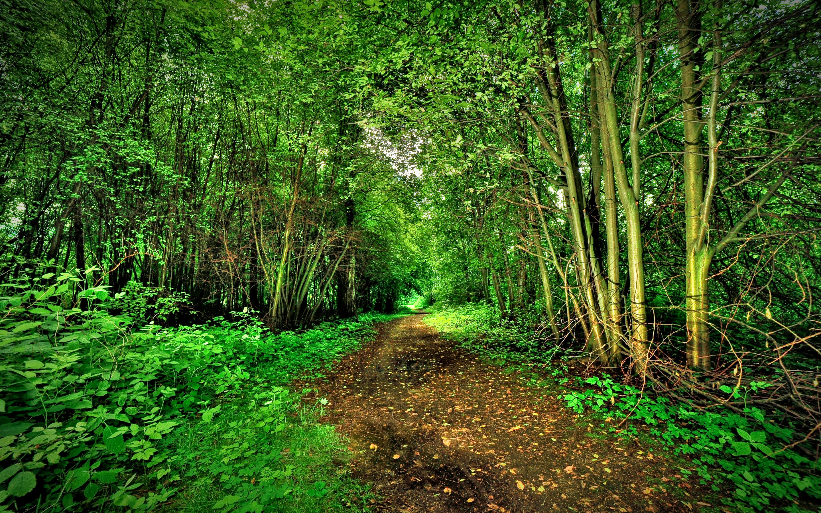 Baixar papel de parede para celular de Caminho, Terra/natureza gratuito.