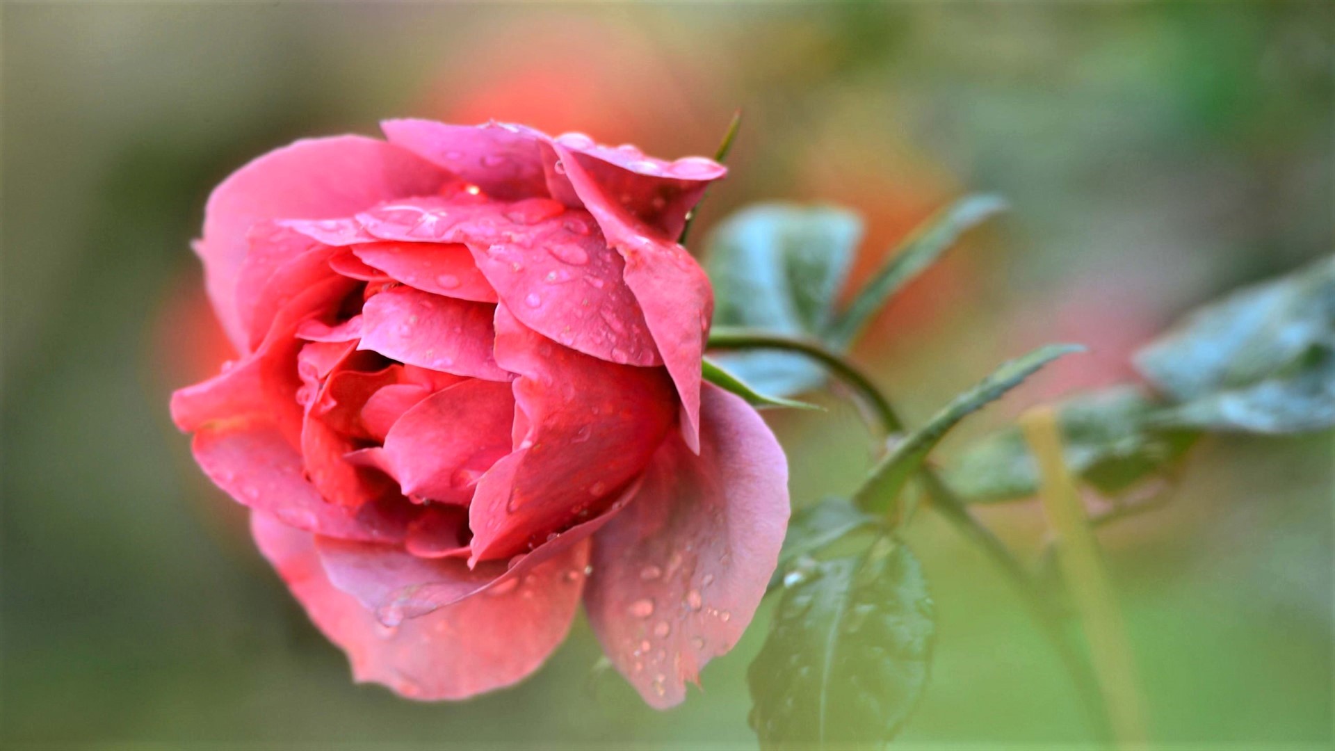 Скачати мобільні шпалери Квітка, Роза, Земля, Крапля Води, Рожева Троянда, Флауерзи безкоштовно.