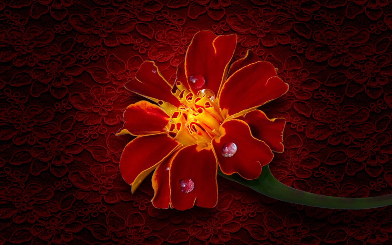 381465 baixar imagens terra/natureza, calêndula, fechar se, flor, flor vermelha, vermelho, flores - papéis de parede e protetores de tela gratuitamente