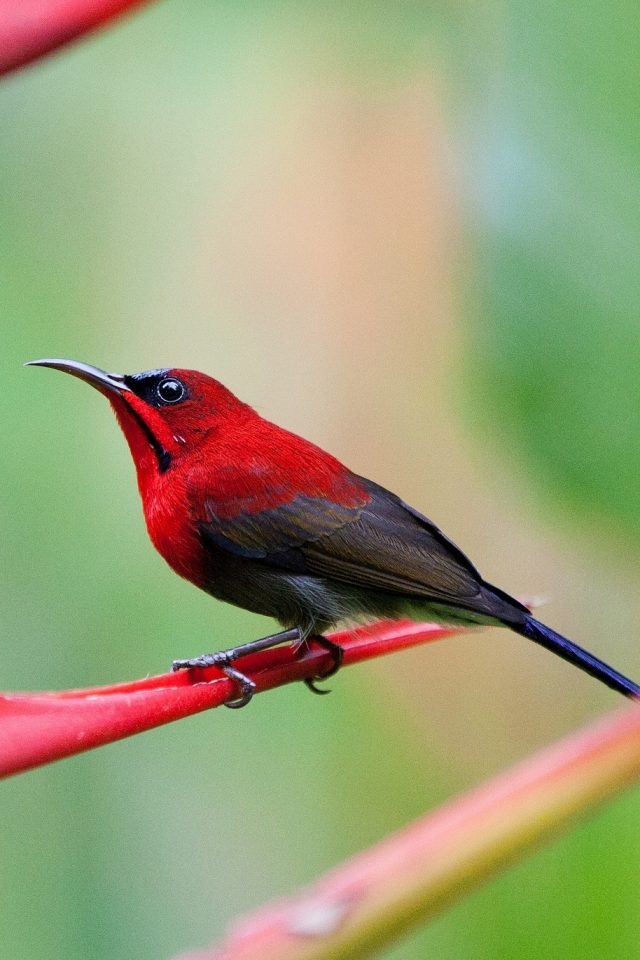 Download mobile wallpaper Birds, Macro, Bird, Animal, Sunbird for free.