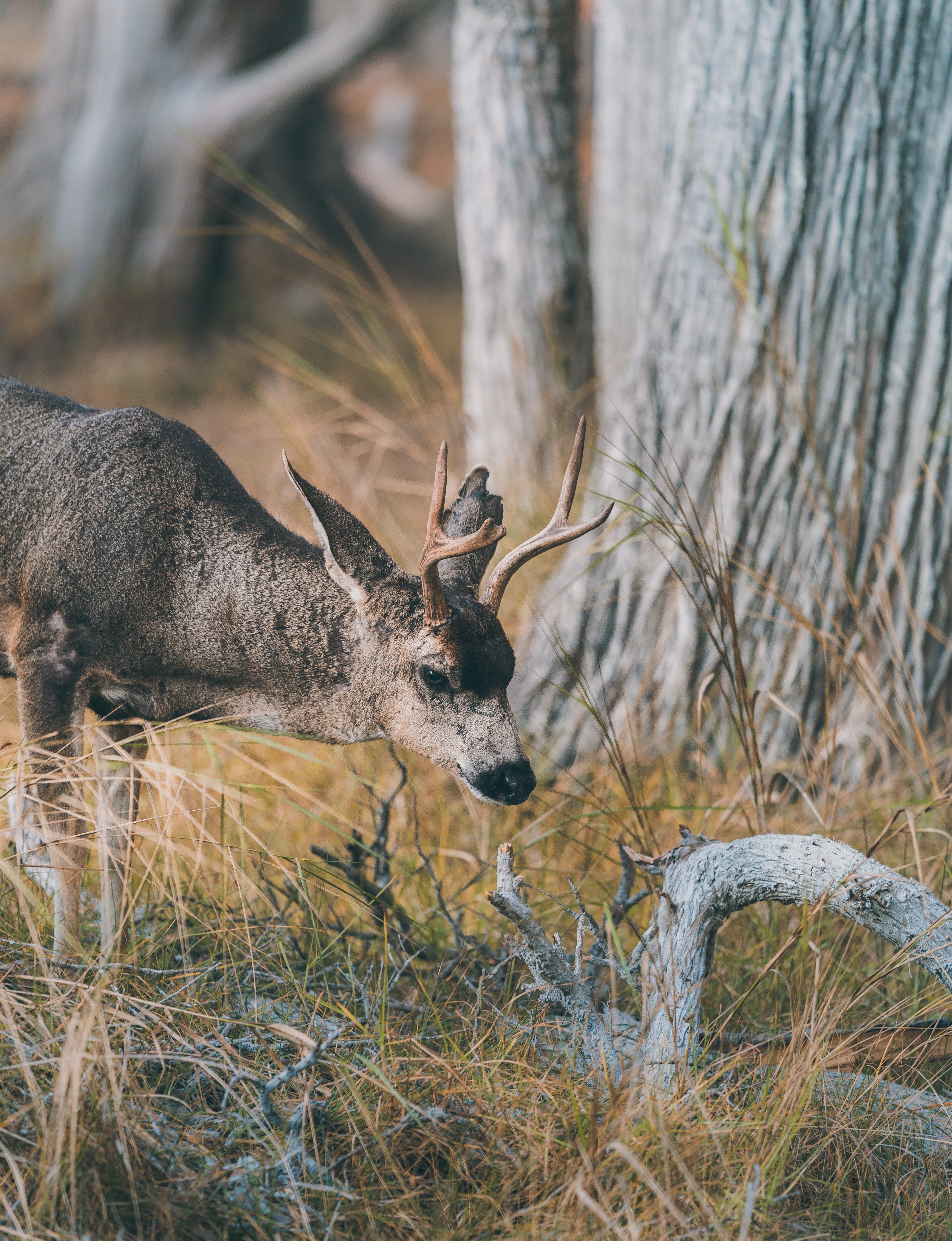 animal, brown, deer, animals, grass, branch Smartphone Background