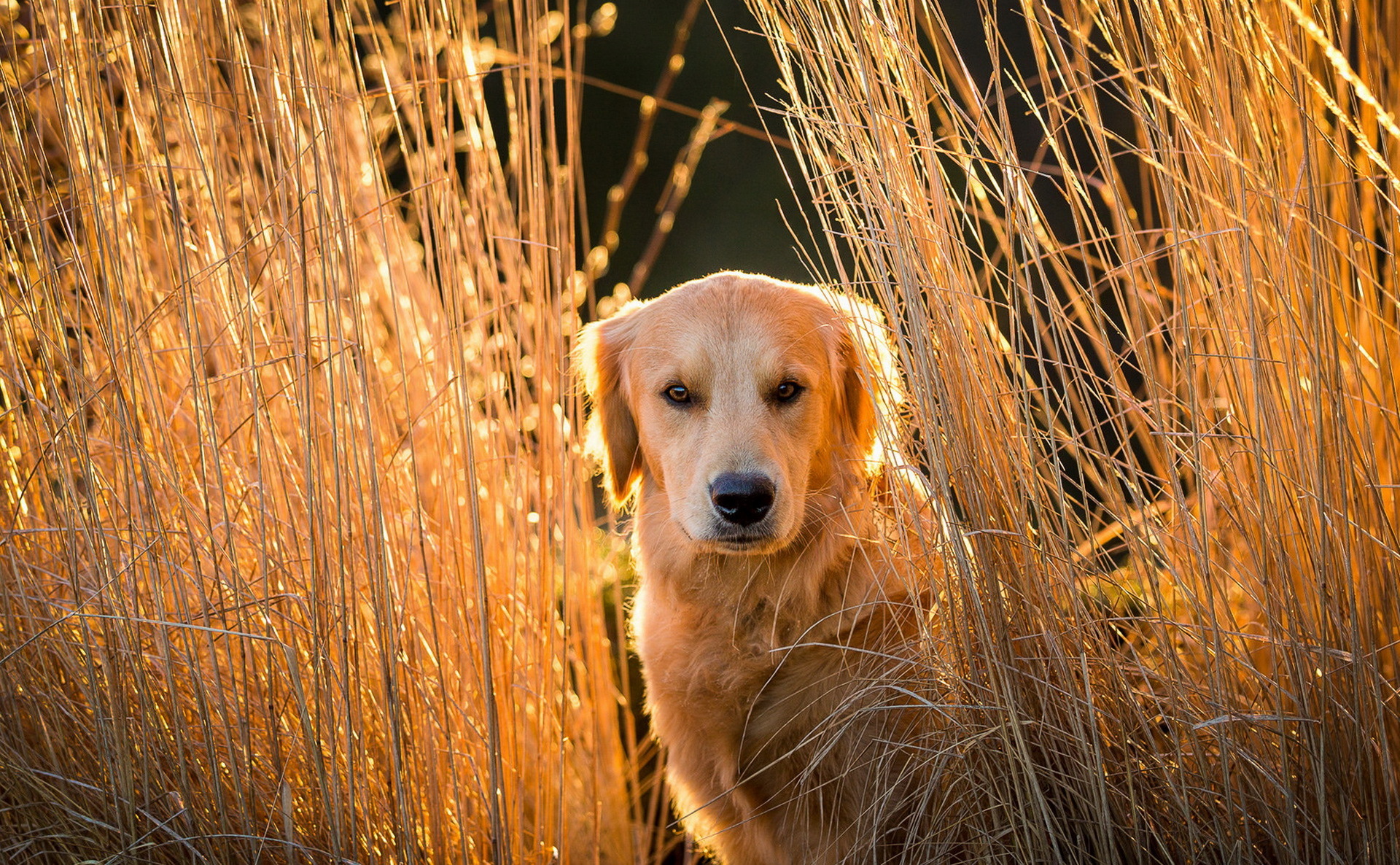 Download mobile wallpaper Dogs, Plant, Dog, Animal, Golden Retriever, Stare for free.