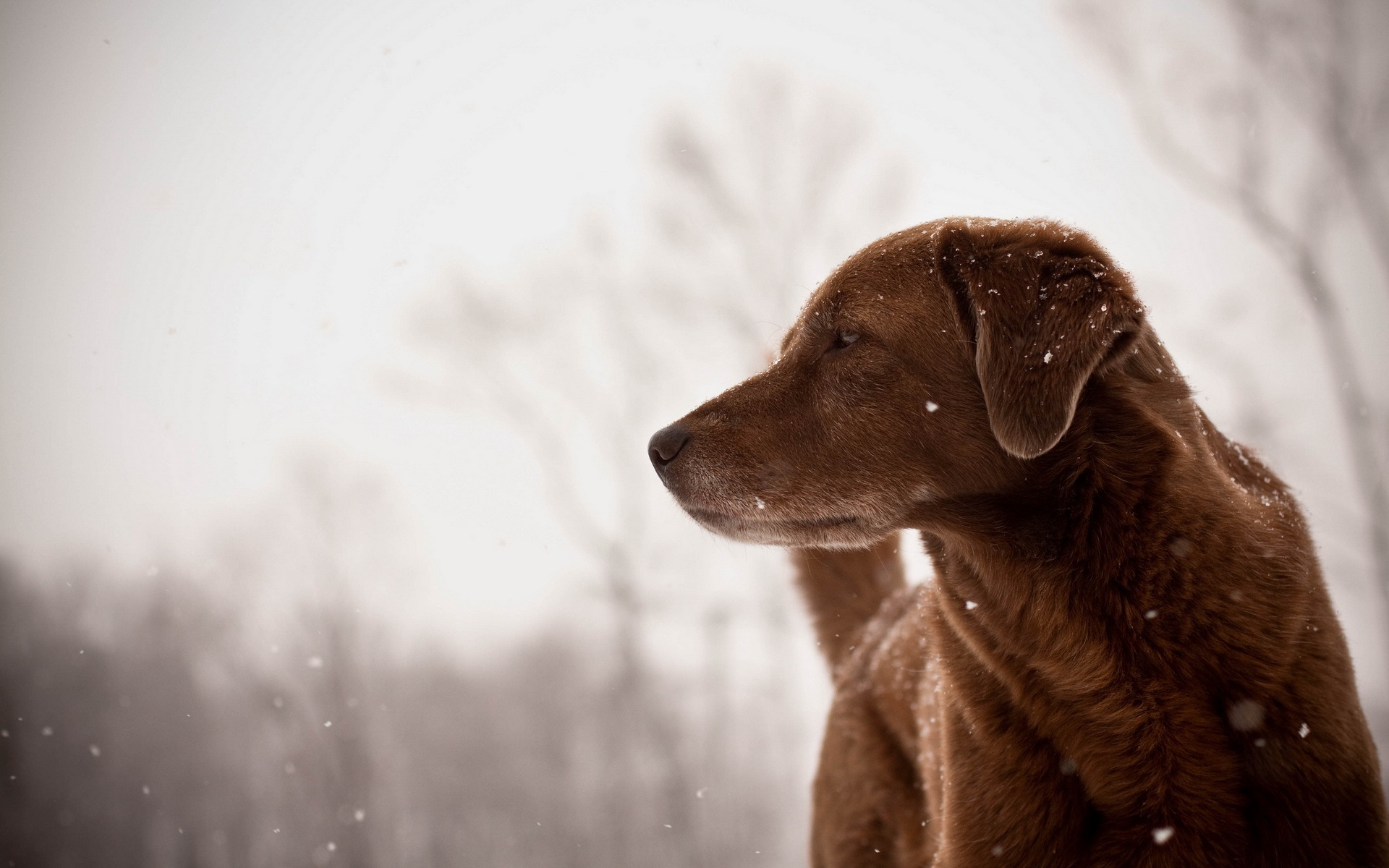 Descarga gratis la imagen Perros, Perro, Animales en el escritorio de tu PC