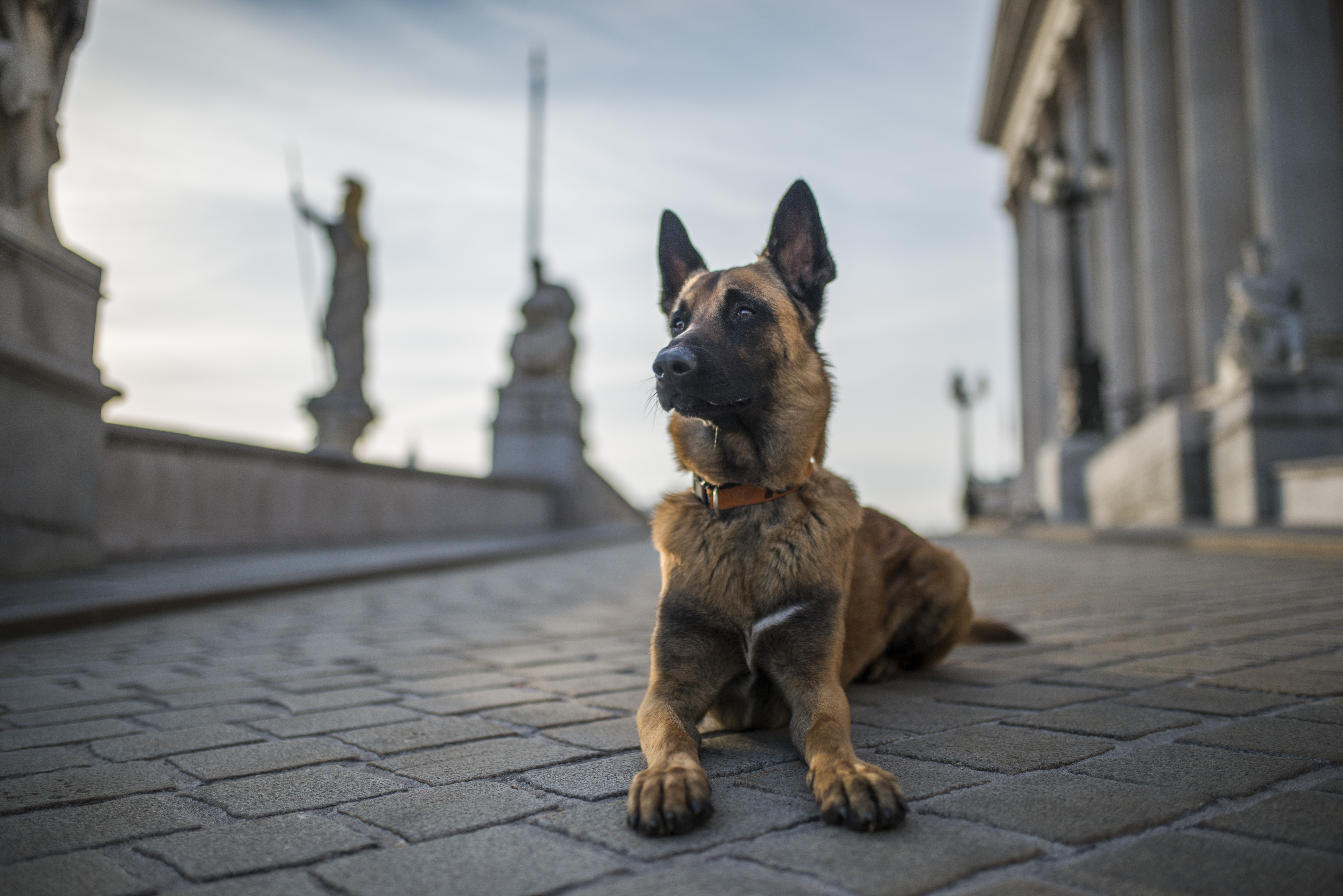 Handy-Wallpaper Tiere, Hunde, Hund, Schäferhund, Tiefenschärfe kostenlos herunterladen.