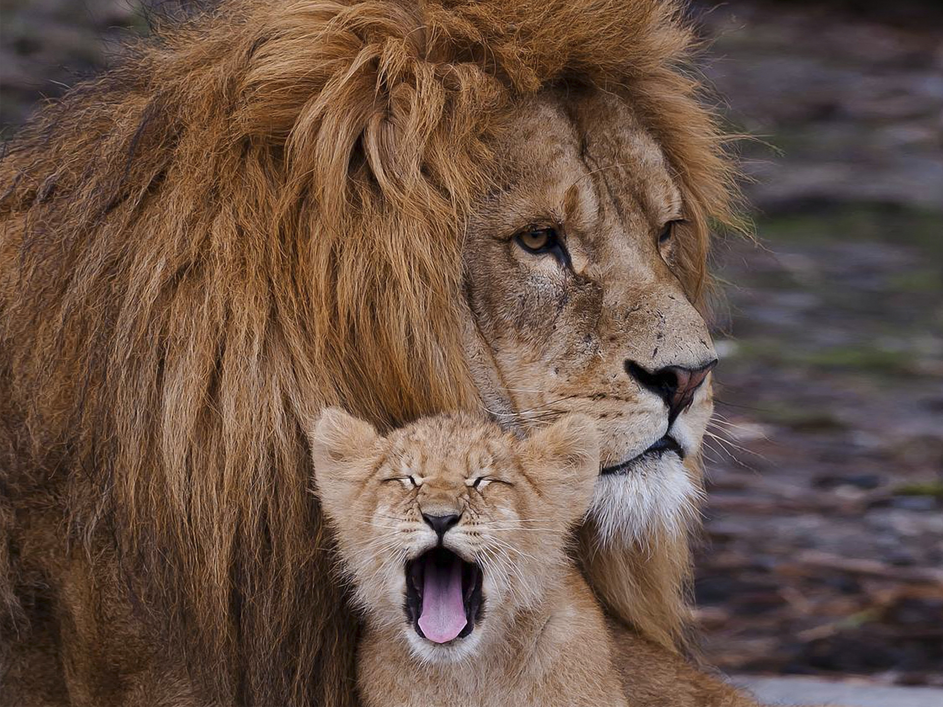 145495 скачать обои львенок, зевать, животные, хищник, лев, зверь - заставки и картинки бесплатно