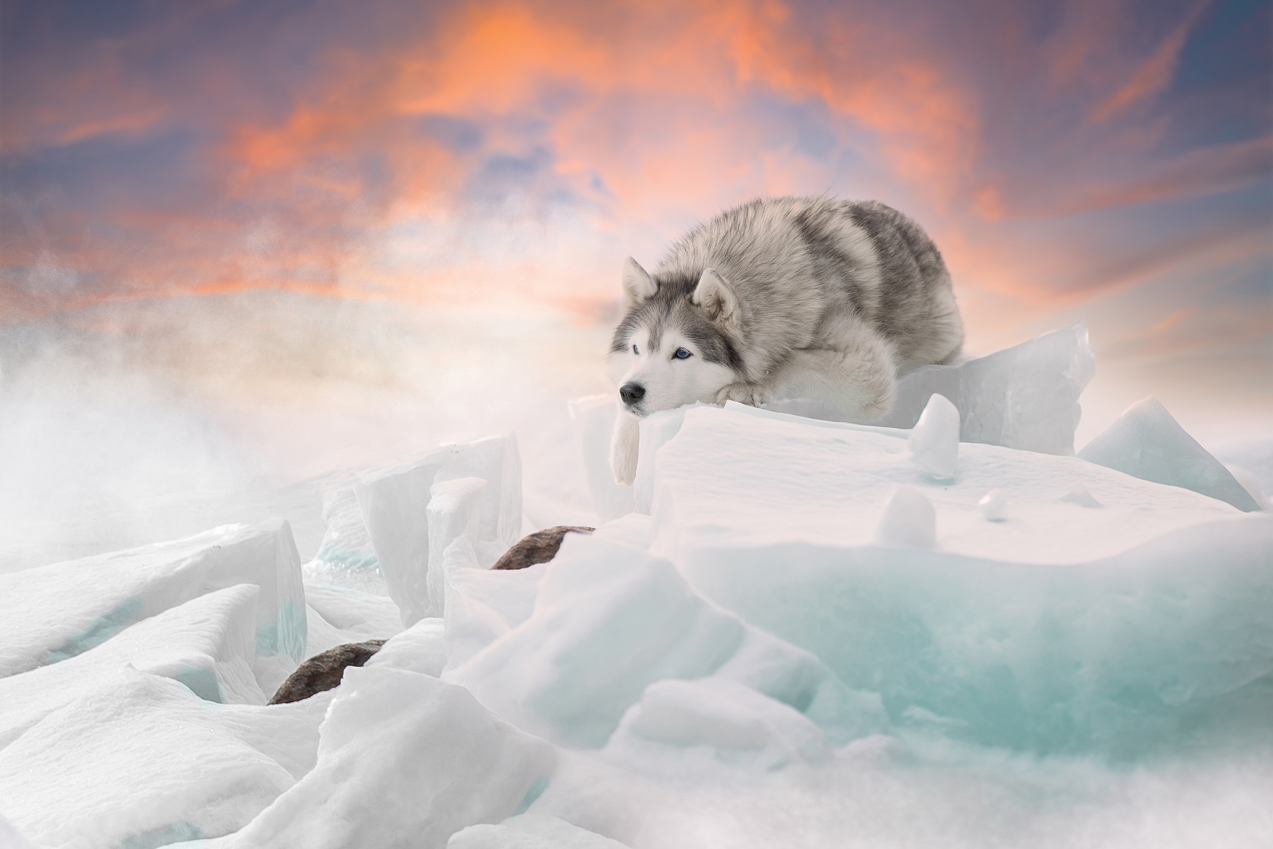 Download mobile wallpaper Winter, Dogs, Ice, Dog, Animal, Husky for free.