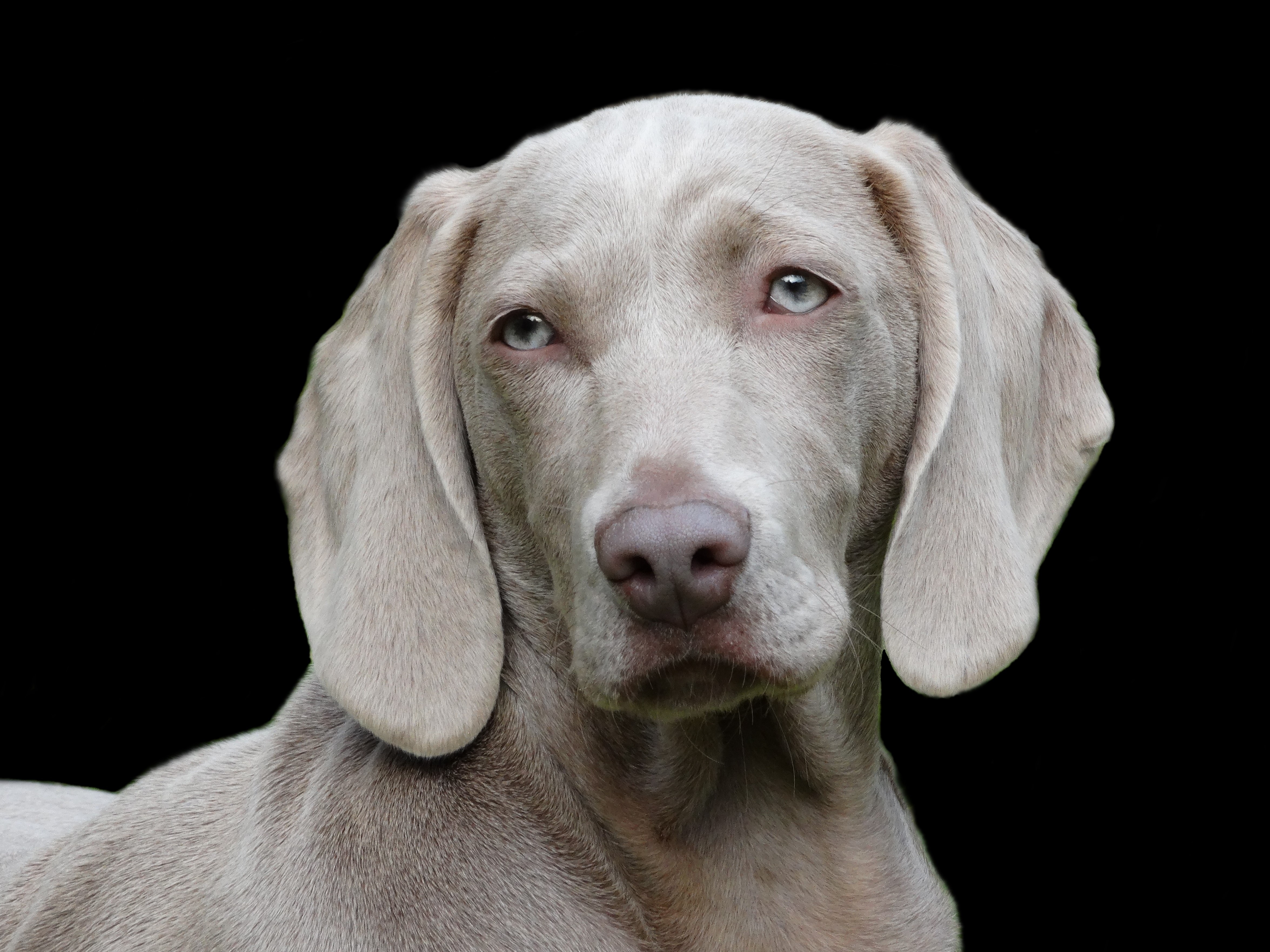 Free download wallpaper Animals, Dog, Muzzle, Sight, Opinion, Weimaraner on your PC desktop