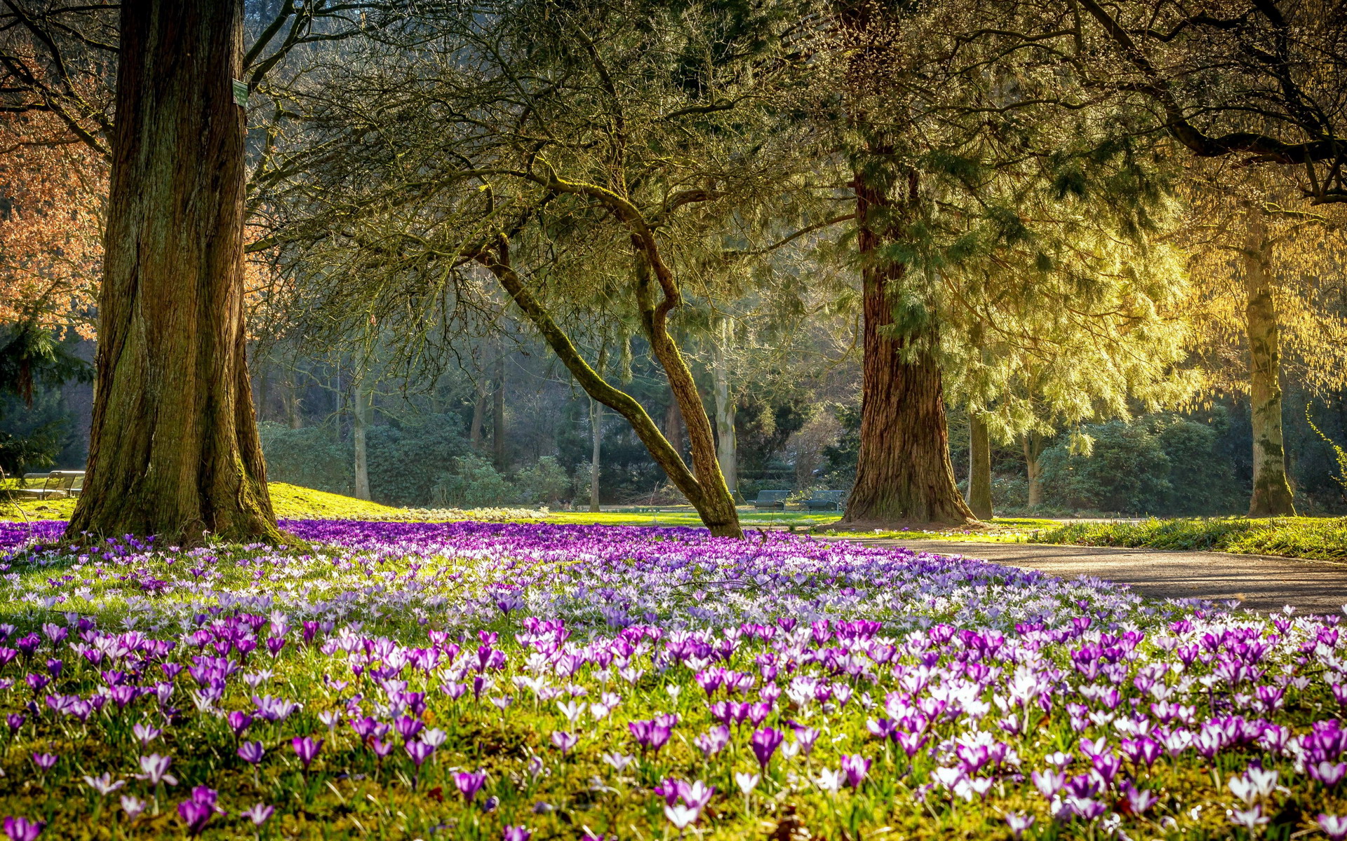 Baixar papel de parede para celular de Parque, Fotografia gratuito.