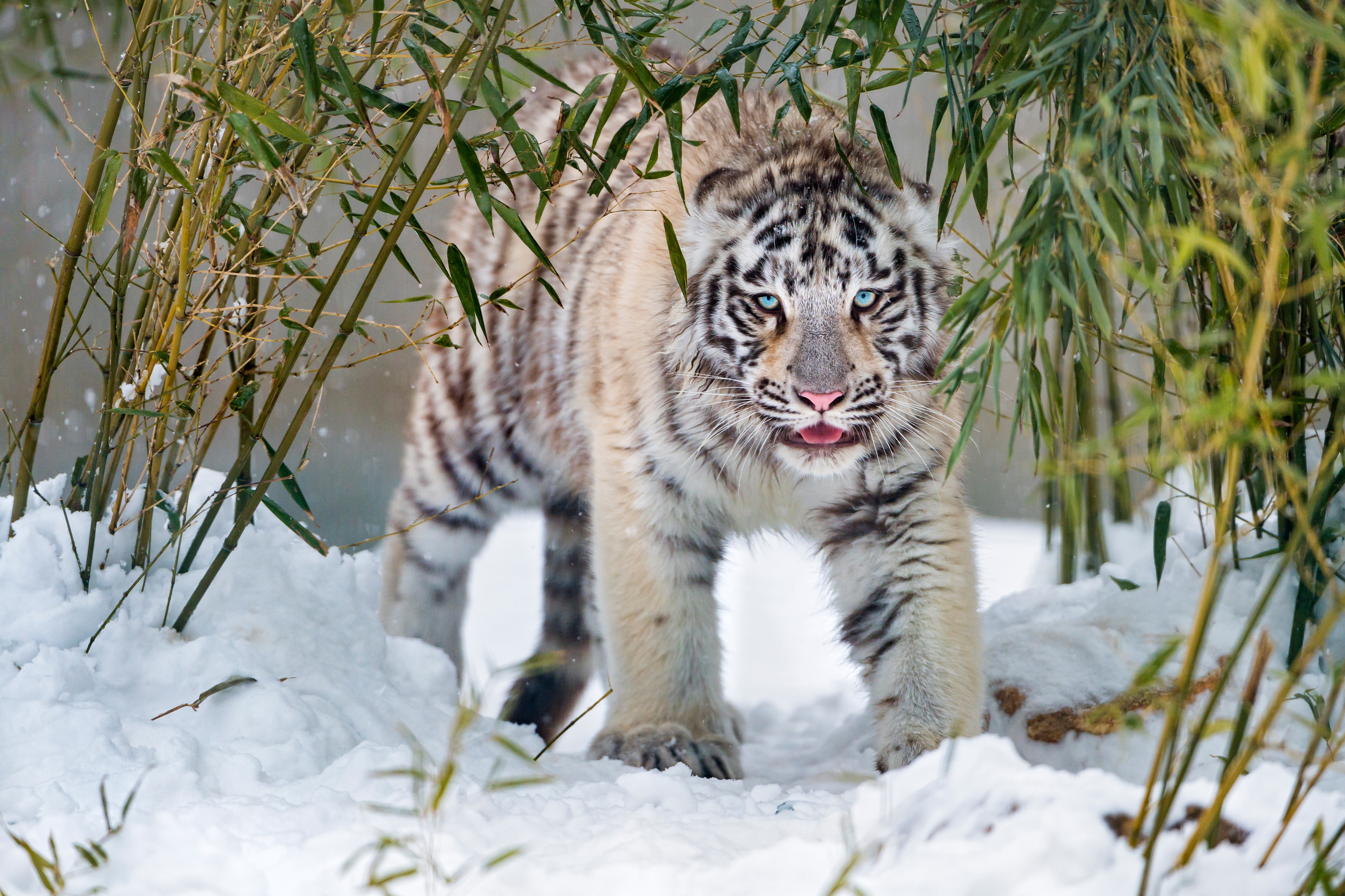 Laden Sie das Tiere, Winter, Katzen, Schnee, Tiger, Weißer Tiger-Bild kostenlos auf Ihren PC-Desktop herunter