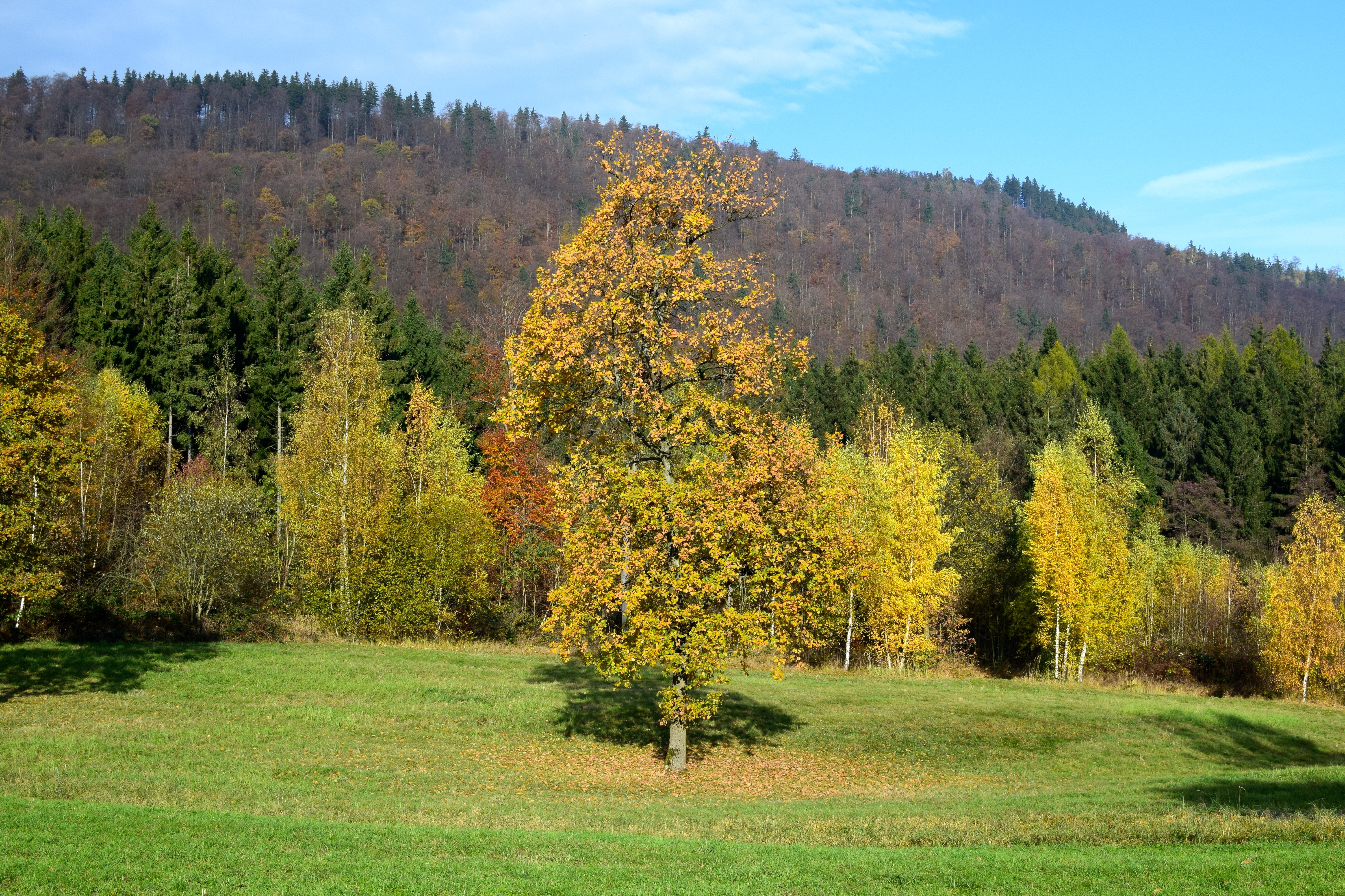 Handy-Wallpaper Feld, Natur, Bäume, Grass, Herbst kostenlos herunterladen.