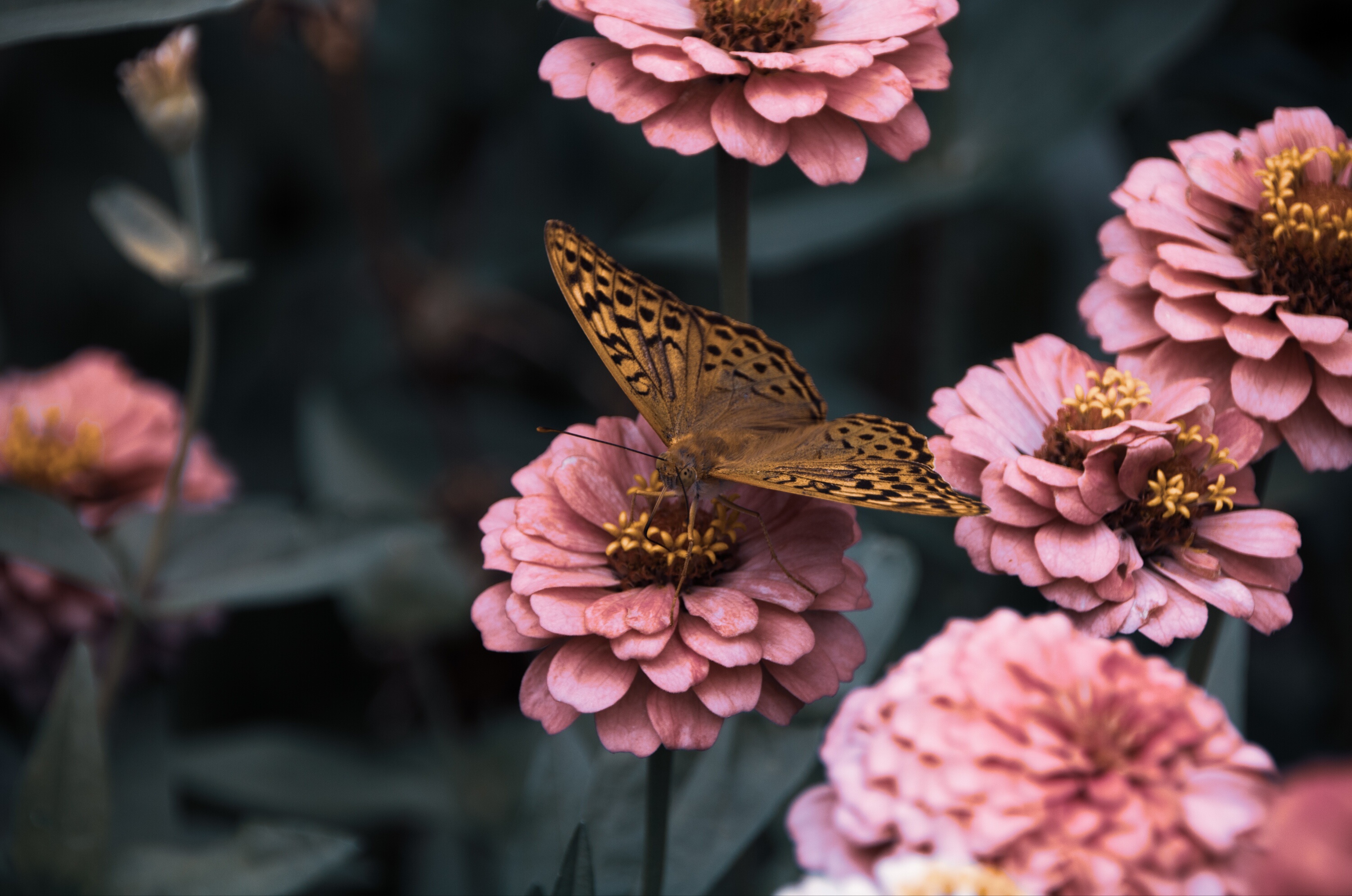 Free download wallpaper Nature, Flower, Close Up, Butterfly, Animal, Pink Flower on your PC desktop