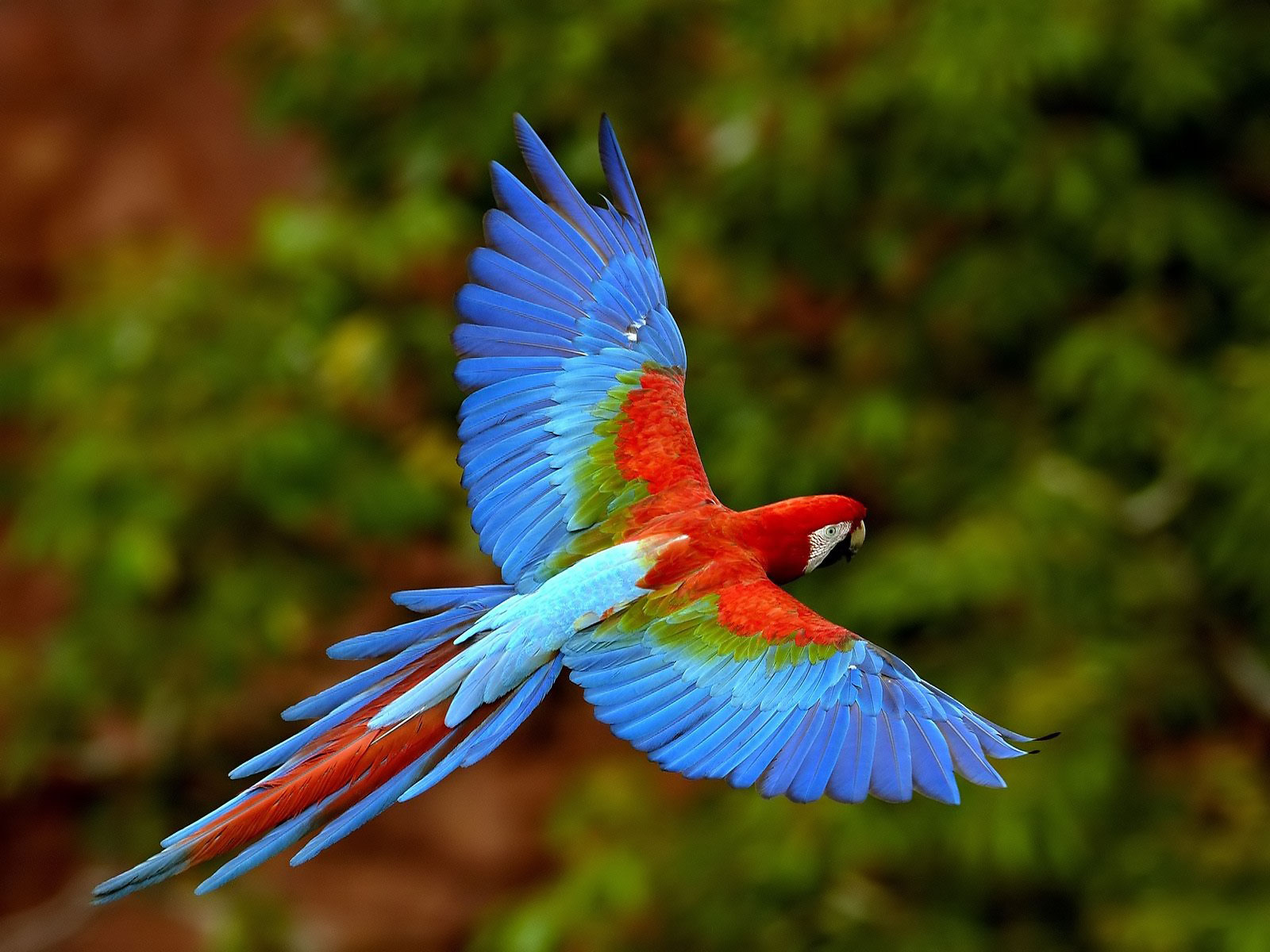 Download mobile wallpaper Bird, Animal, Red And Green Macaw for free.