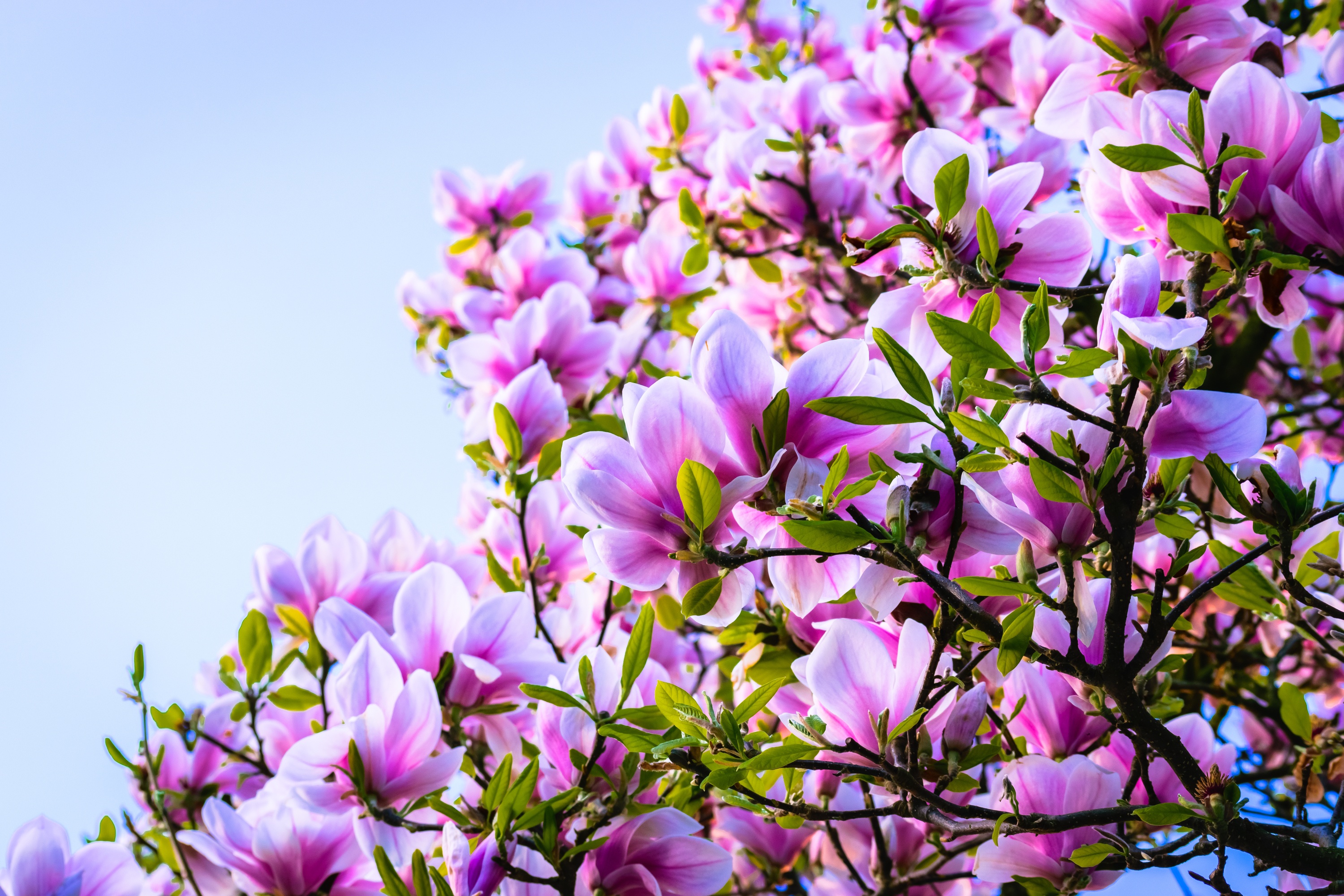 417101 descargar fondo de pantalla tierra/naturaleza, magnolia, rama, flor, naturaleza, flor rosa, primavera, árboles: protectores de pantalla e imágenes gratis