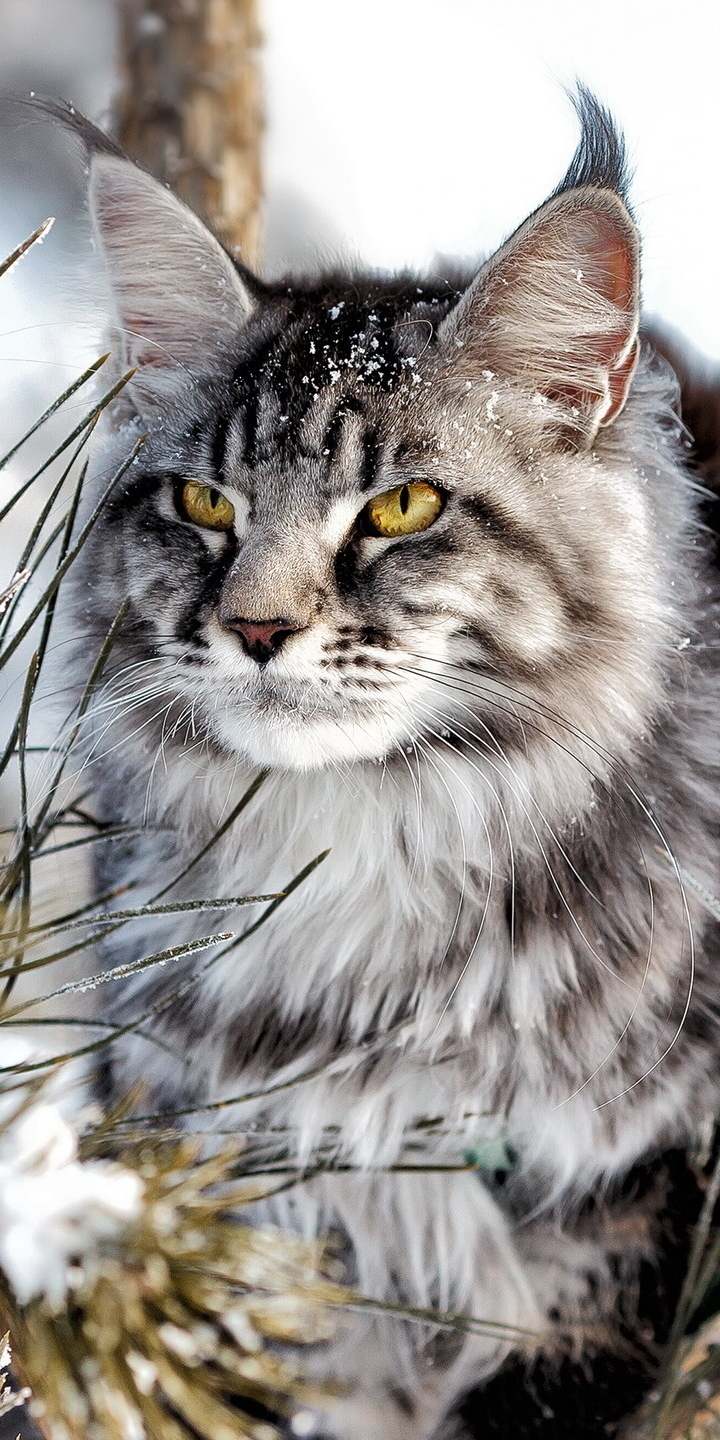 Handy-Wallpaper Tiere, Katzen, Katze kostenlos herunterladen.