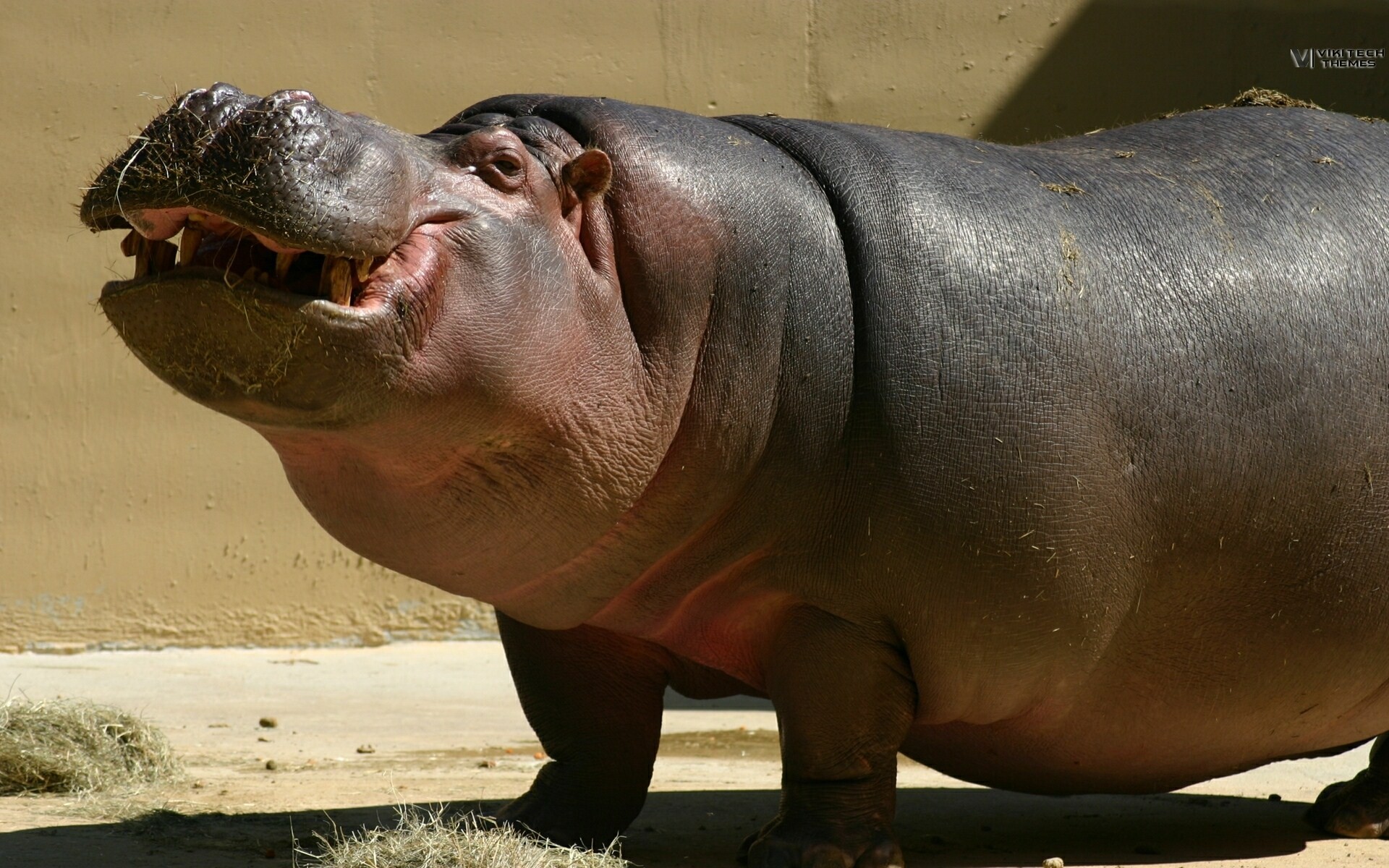 588876 baixar papel de parede animais, hipopótamo - protetores de tela e imagens gratuitamente