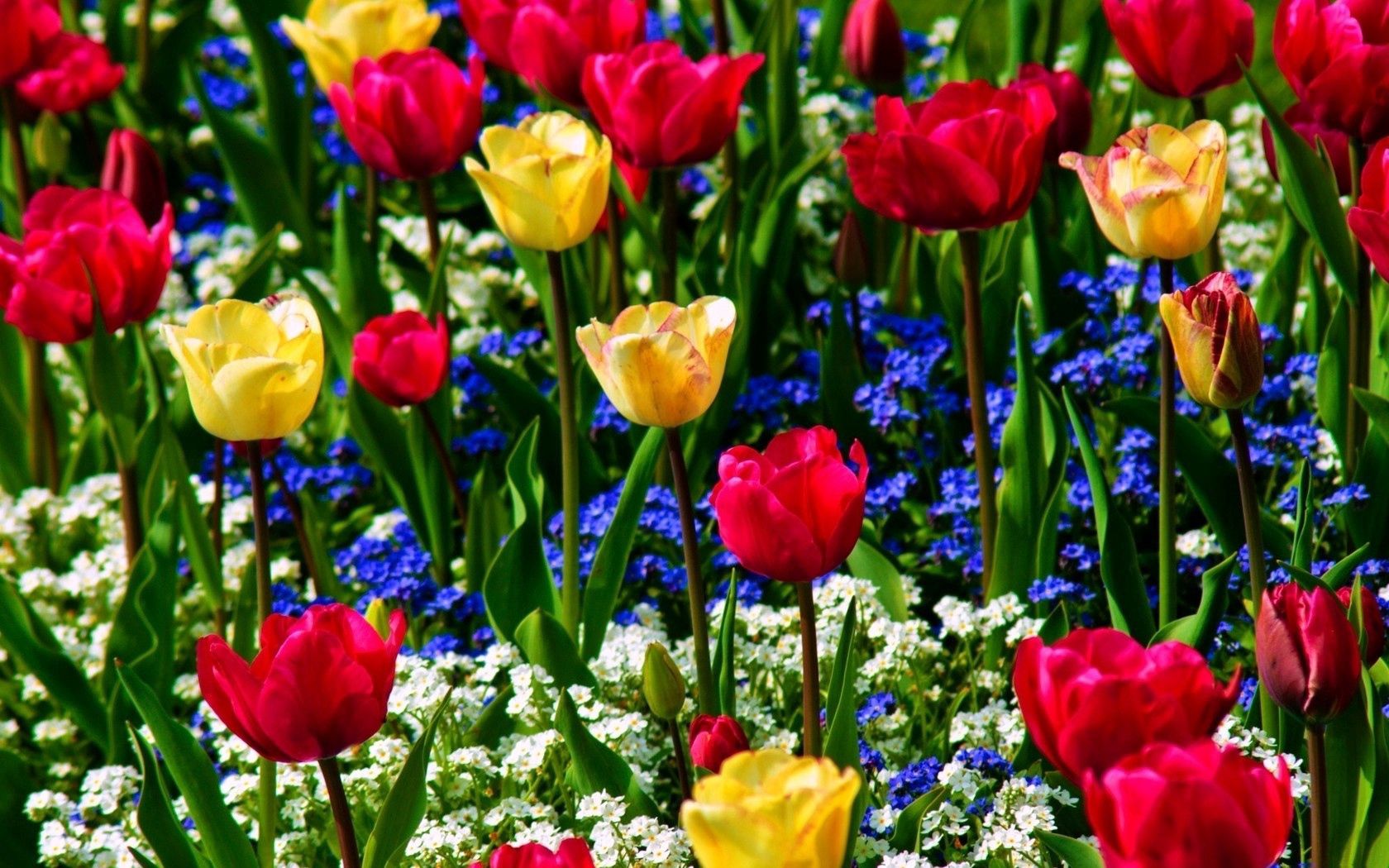 57005 скачать картинку цветы, тюльпаны, незабудки, настроение, красота, зелень - обои и заставки бесплатно