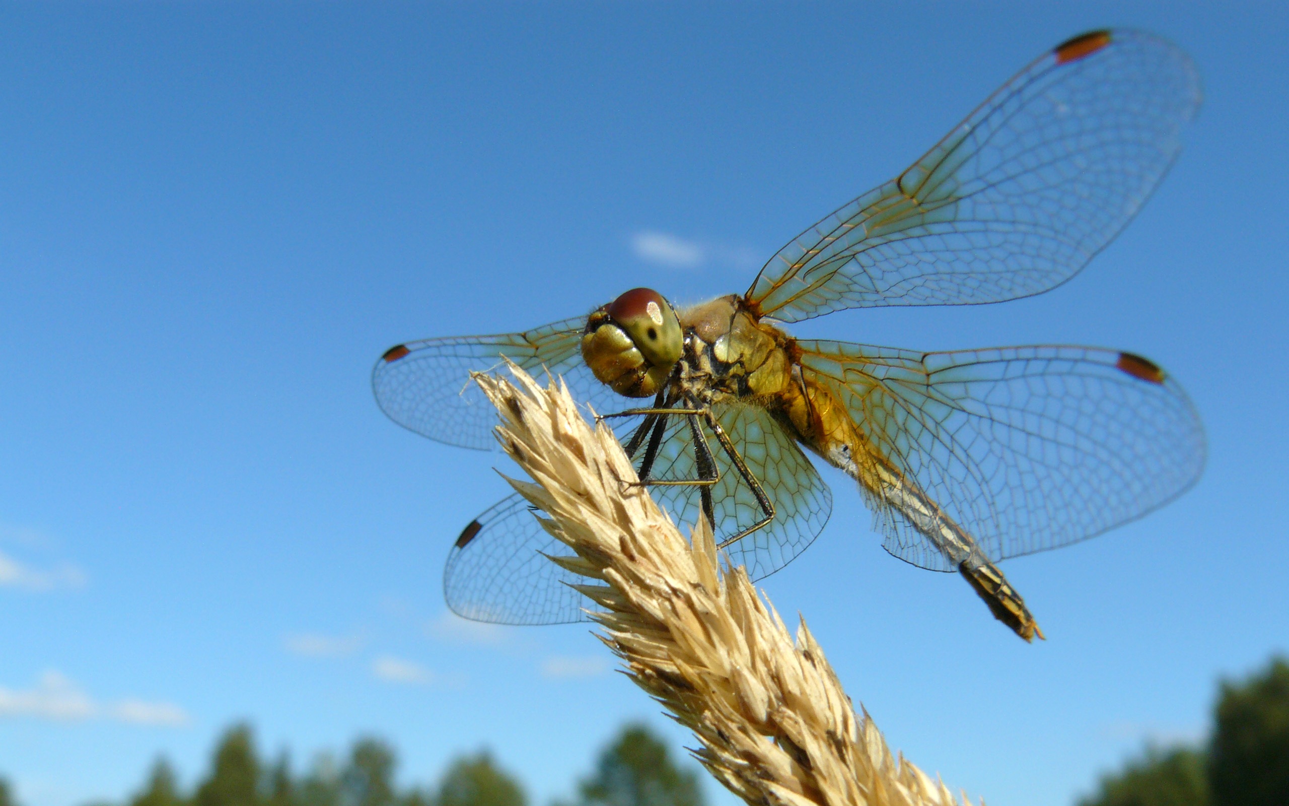 animal, dragonfly, insects