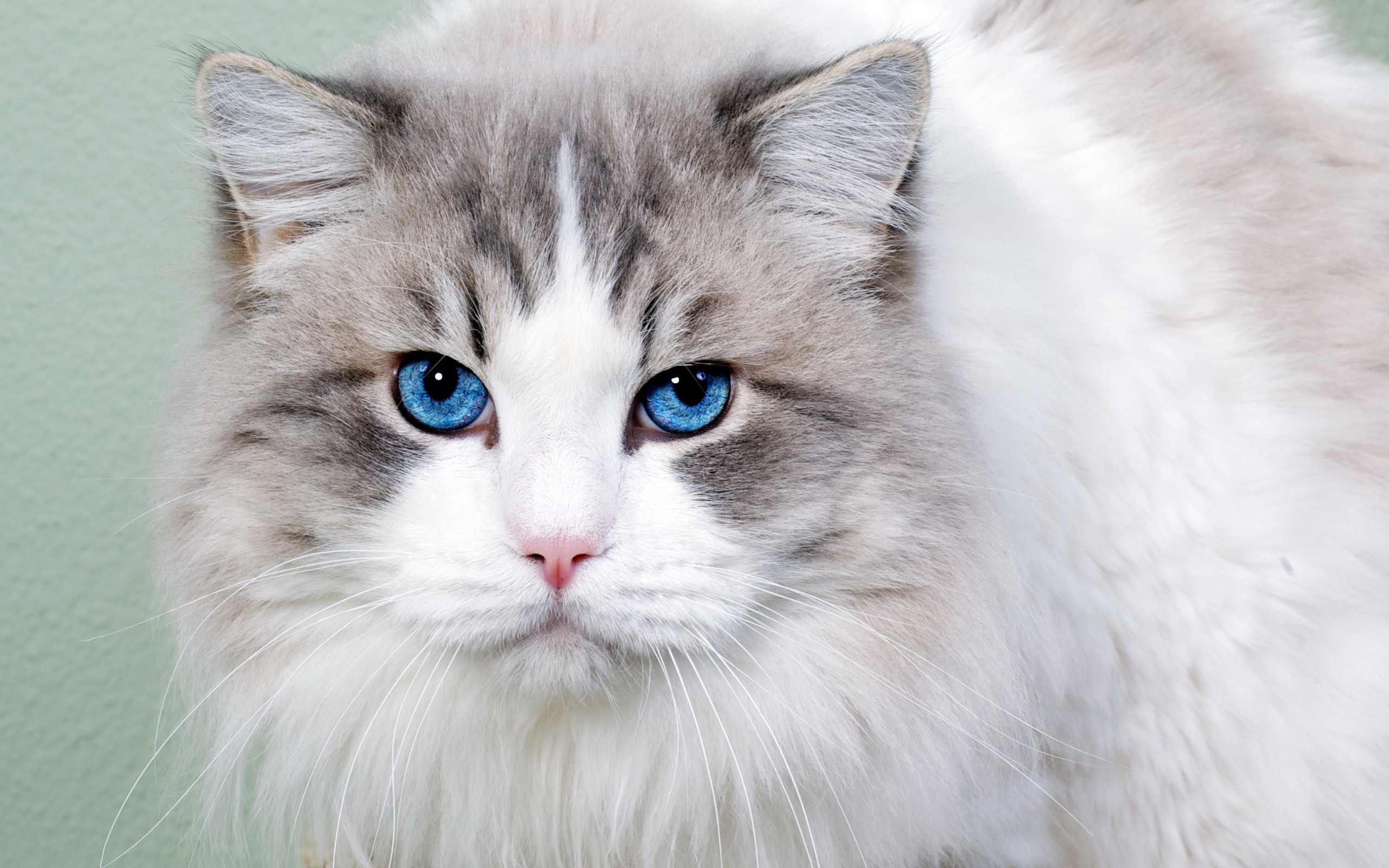 Baixar papel de parede para celular de Fechar Se, Enfrentar, Gato, Olhos Azuis, Gatos, Animais gratuito.