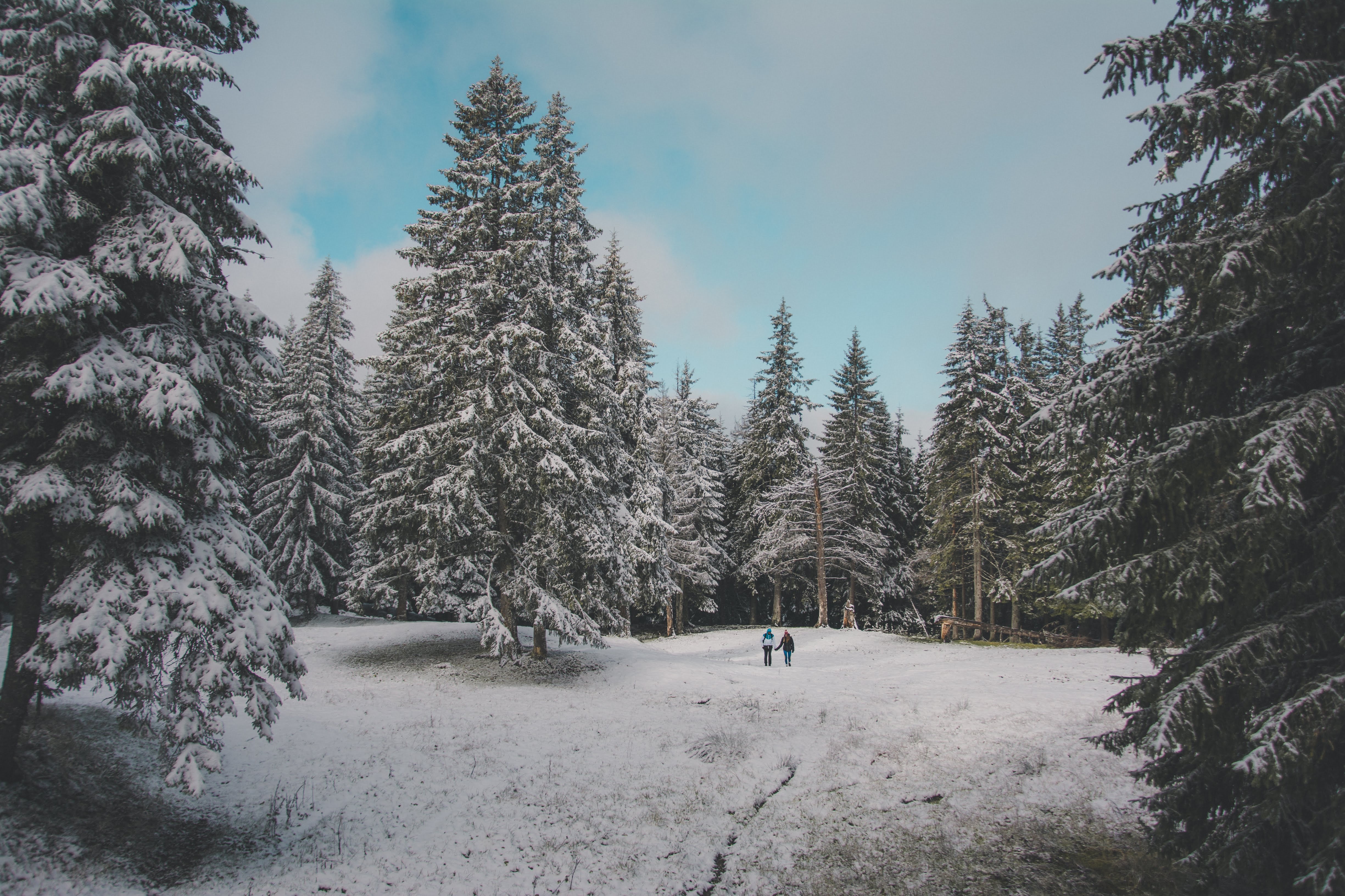 Handy-Wallpaper Winter, Natur, Bäume, Schnee, Wald, Menschen kostenlos herunterladen.