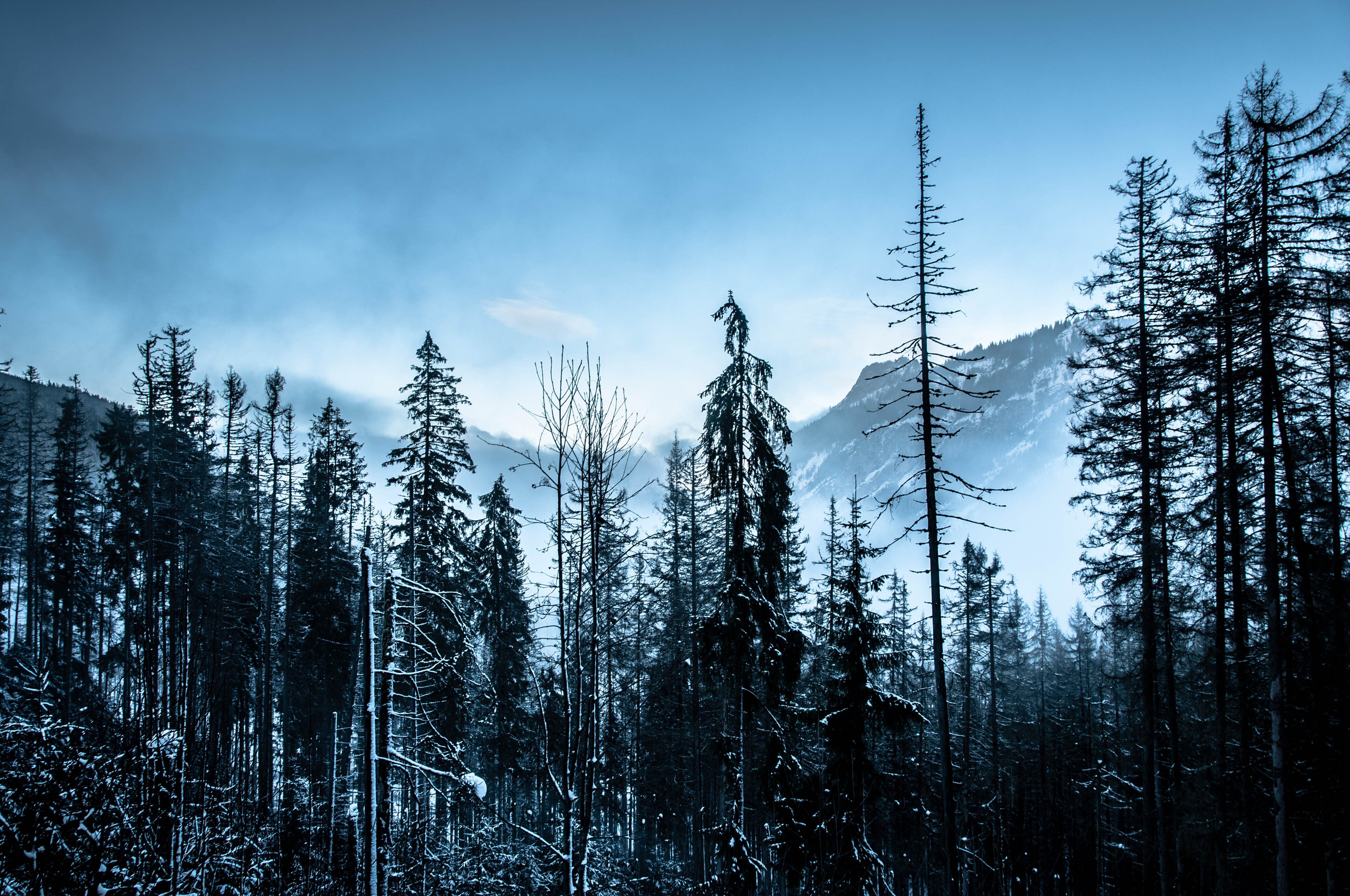 Download mobile wallpaper Trees, Mountains, Nature, Winter, Forest for free.