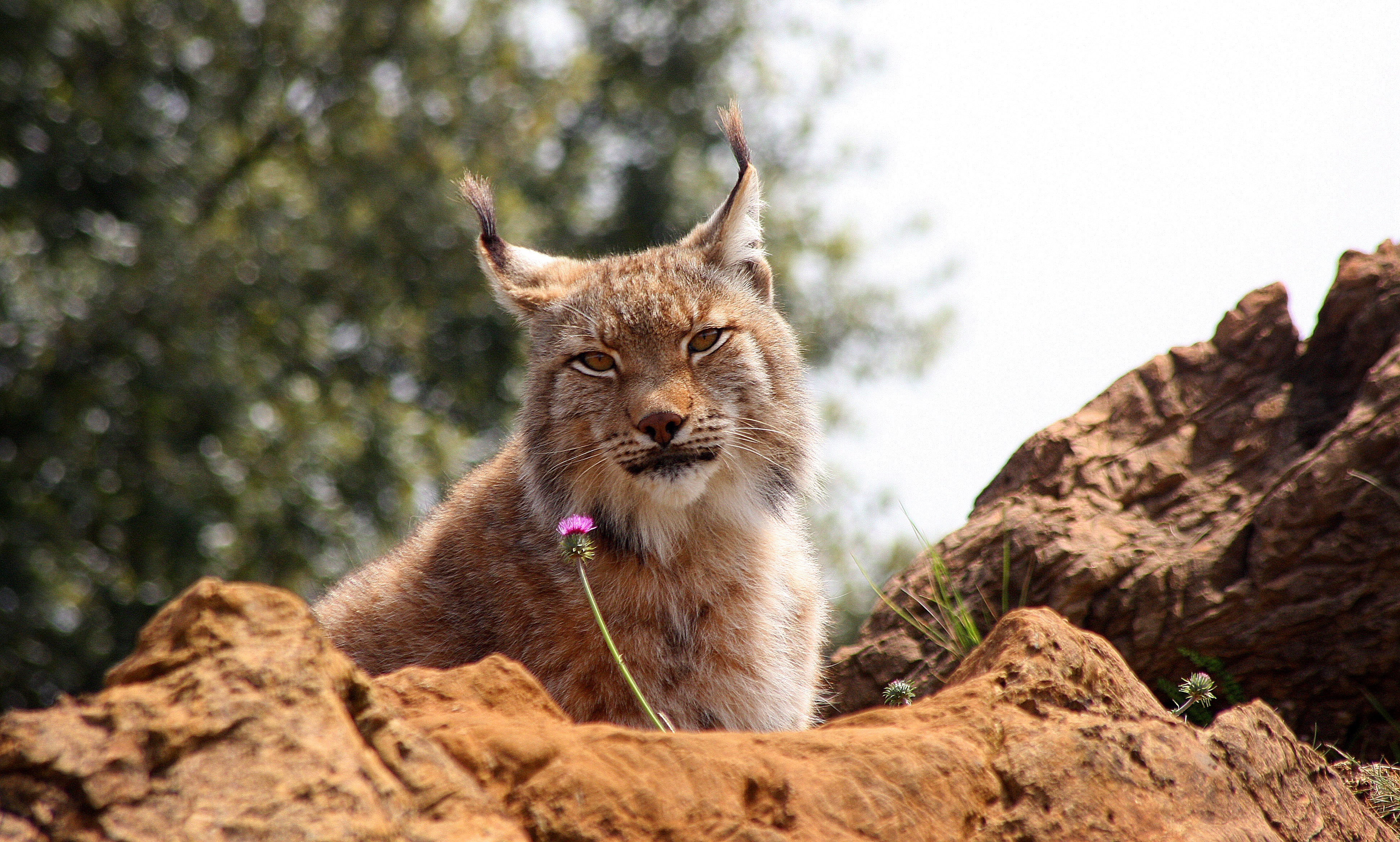 Free download wallpaper Cats, Animal, Bokeh, Lynx on your PC desktop