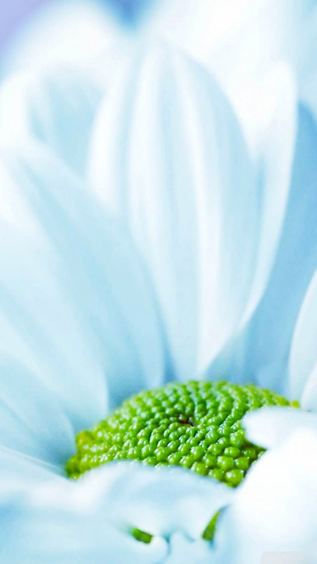 Download mobile wallpaper Nature, Flowers, Flower, Earth, White Flower for free.