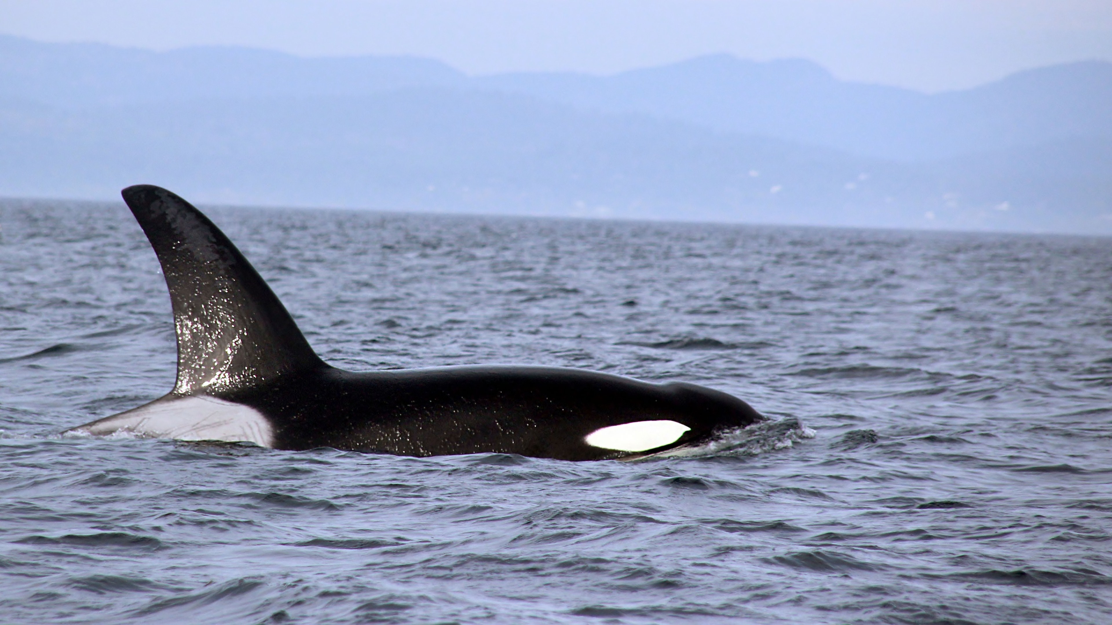628856 baixar papel de parede animais, orca, baleia - protetores de tela e imagens gratuitamente