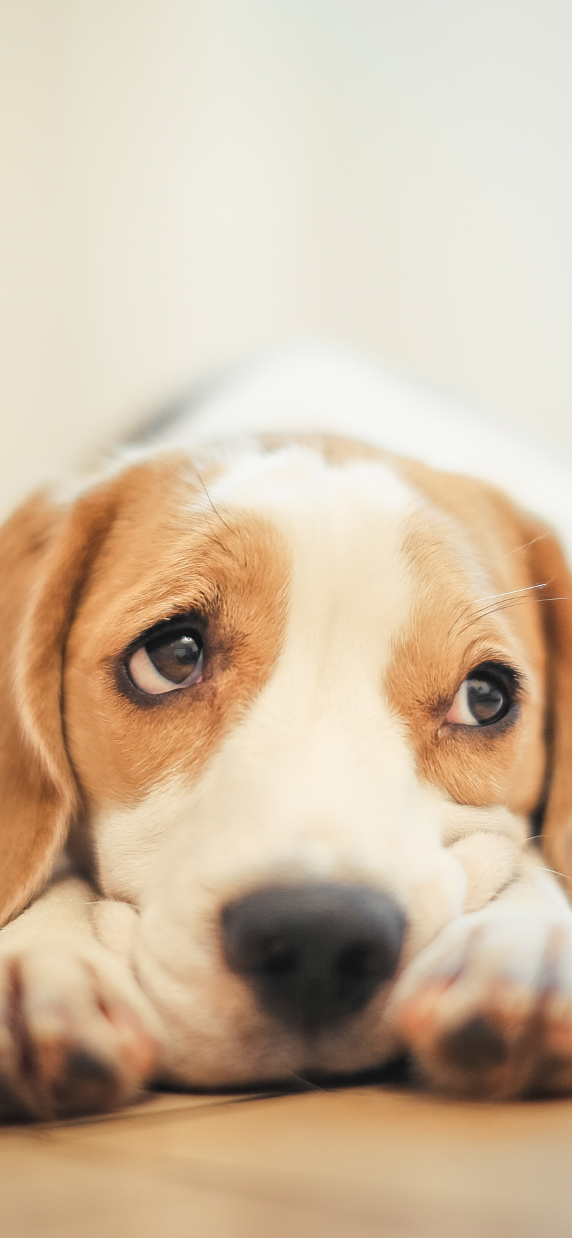 Handy-Wallpaper Tiere, Hunde, Hund, Schnauze, Beagle kostenlos herunterladen.