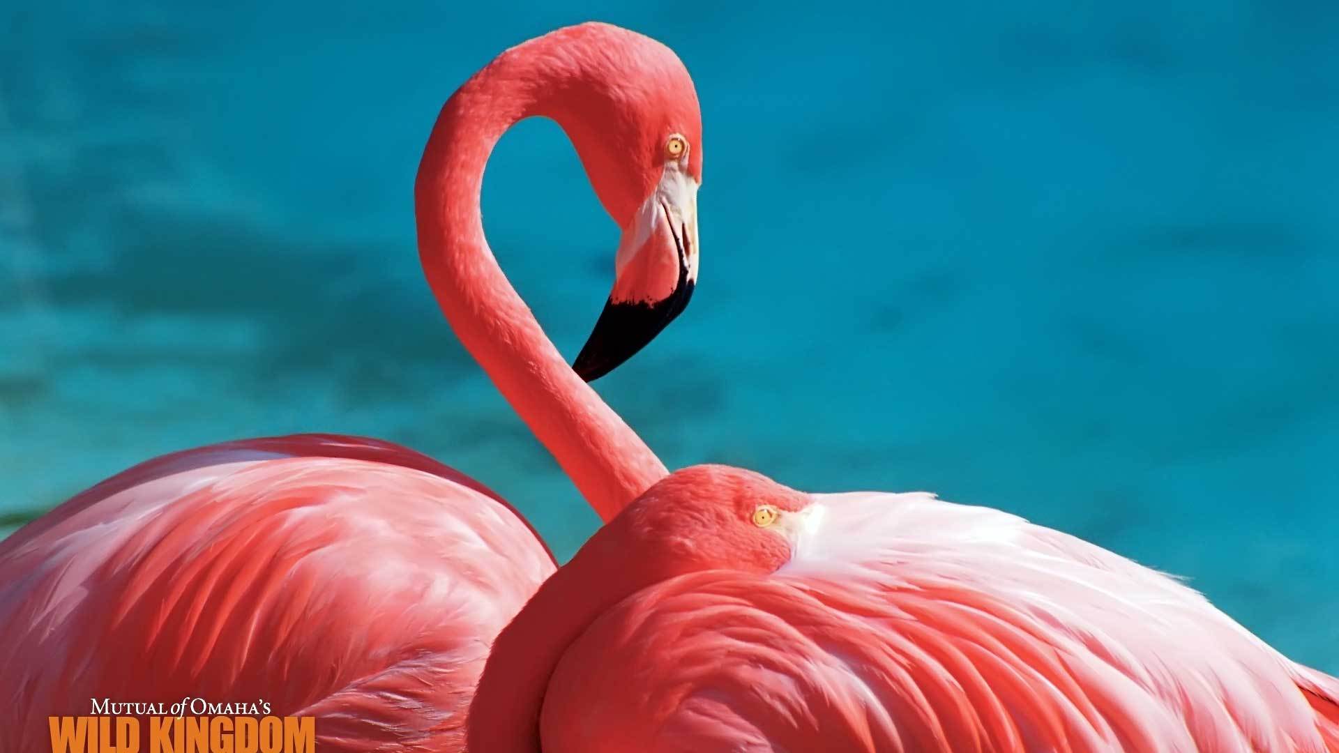 22980 скачать картинку фламинго, животные, птицы, красные - обои и заставки бесплатно