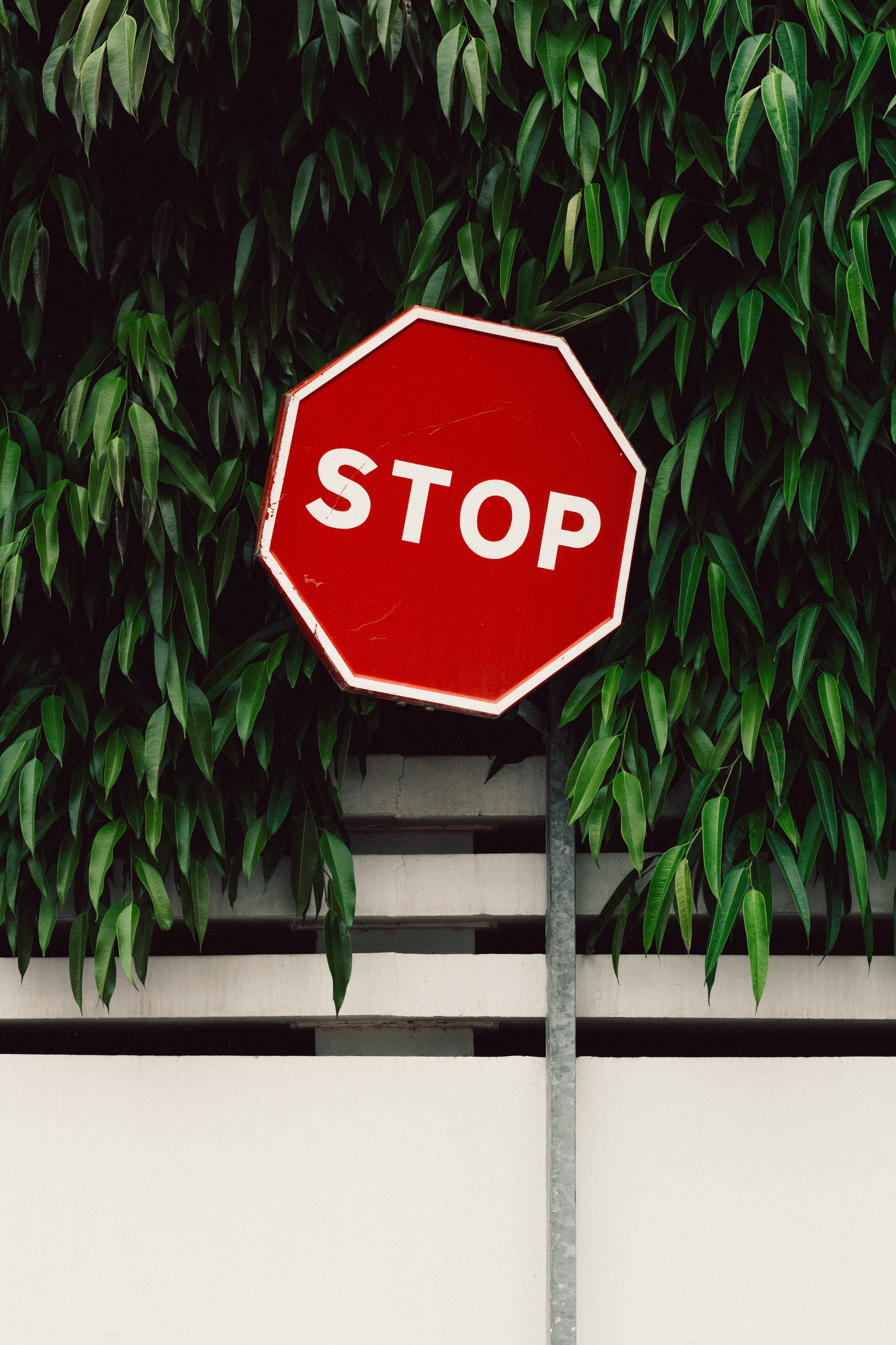 words, fence, foliage, sign, stop