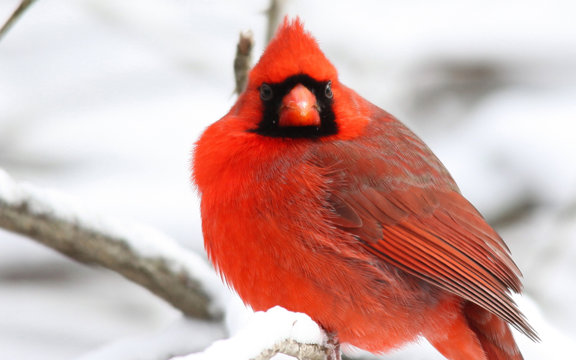 Download mobile wallpaper Cardinal, Bird, Birds, Animal for free.
