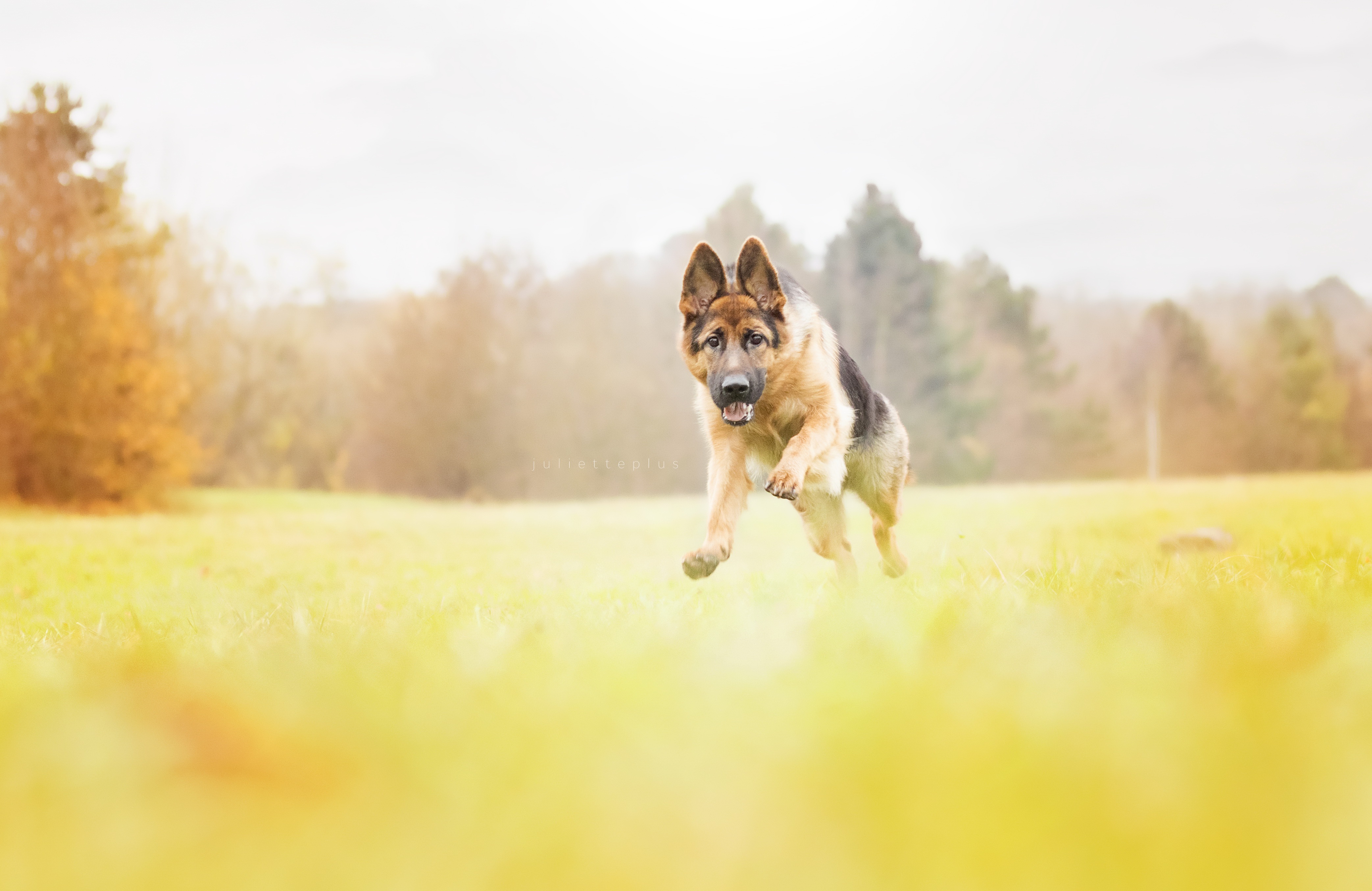 Download mobile wallpaper Dogs, Dog, Field, Animal, German Shepherd, Depth Of Field for free.