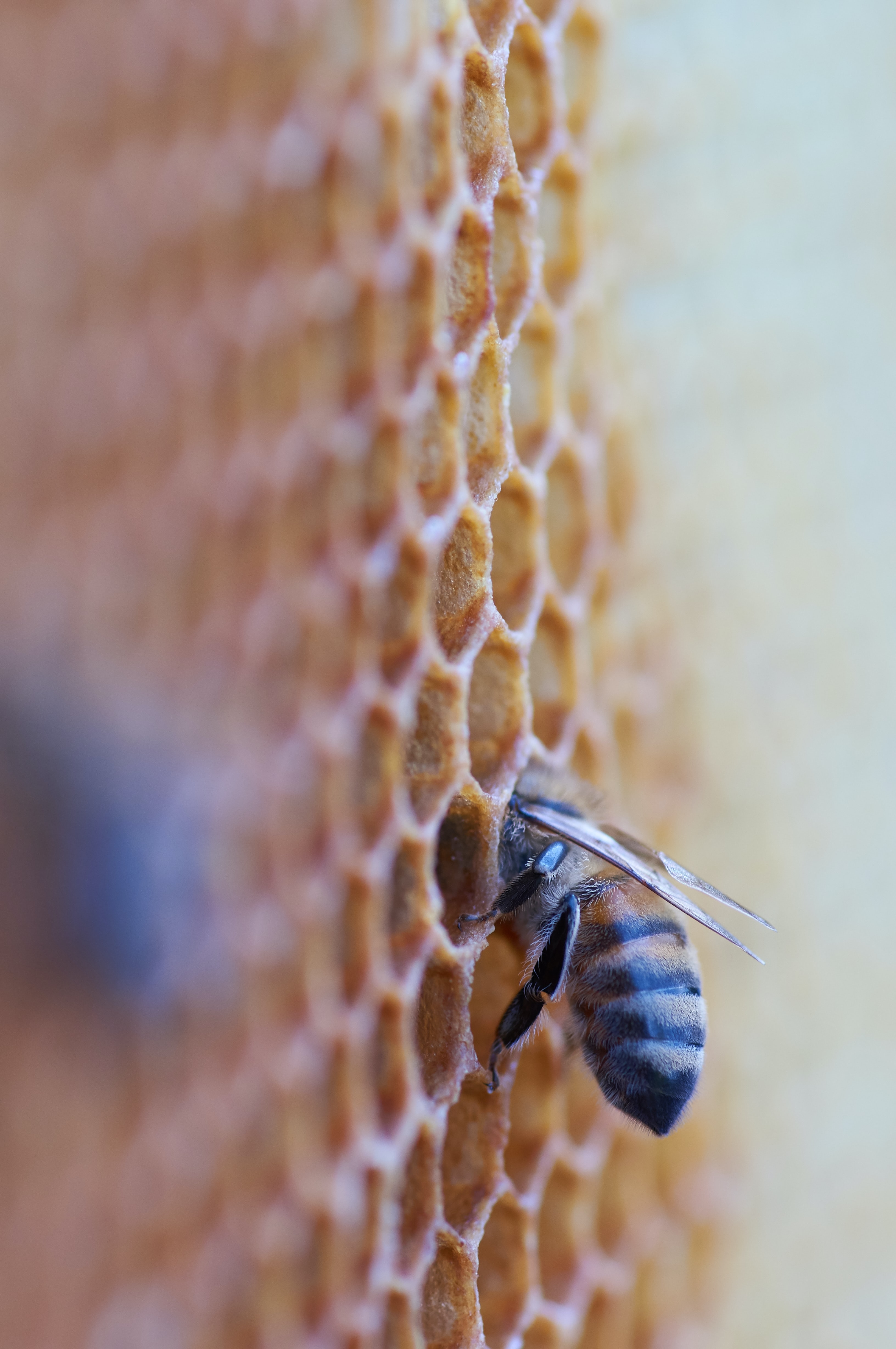 bee, macro, insect, honeycomb 5K