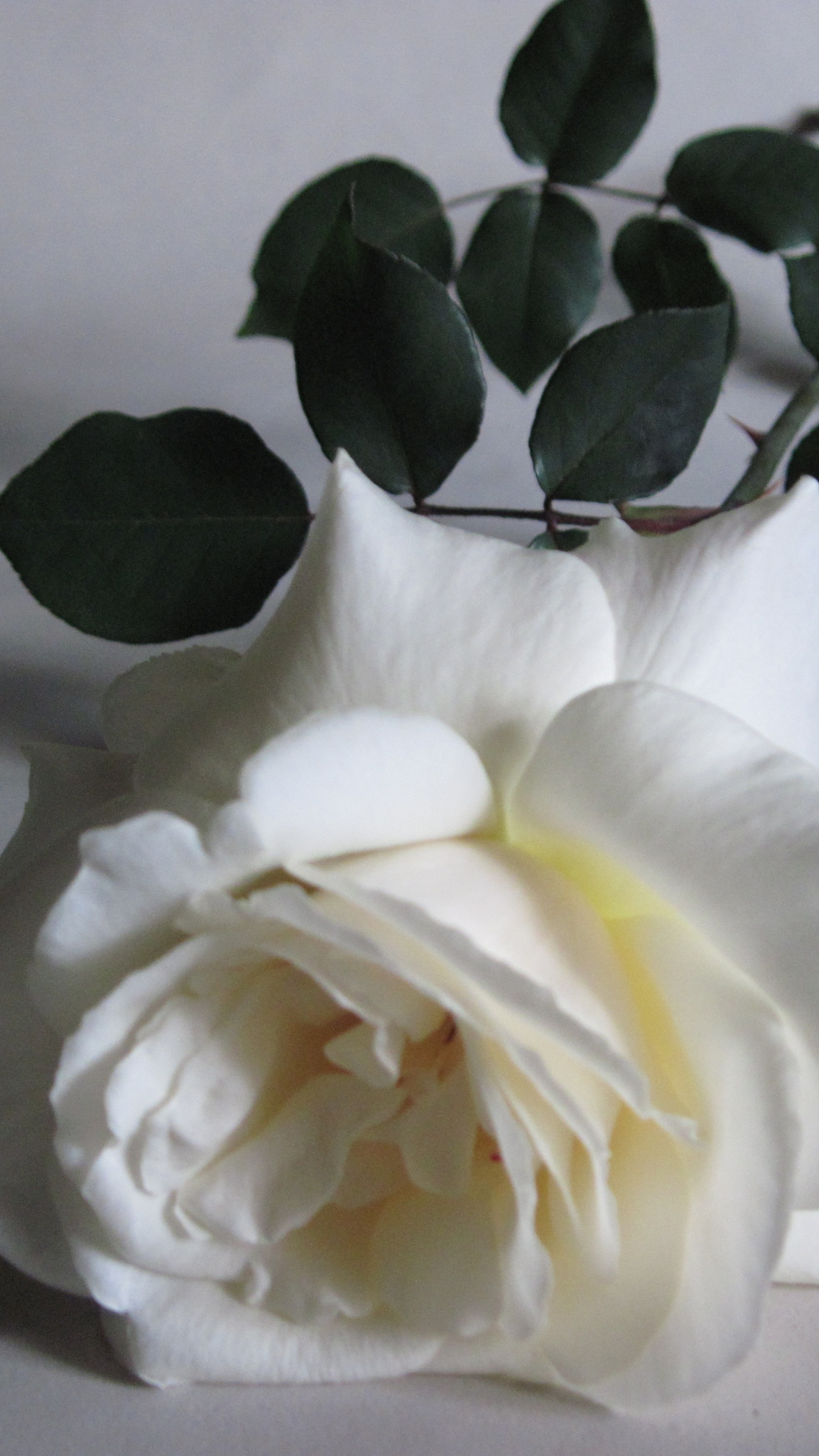 Скачати мобільні шпалери Квітка, Роза, Земля, Біла Троянда, Біла Квітка, Флауерзи безкоштовно.