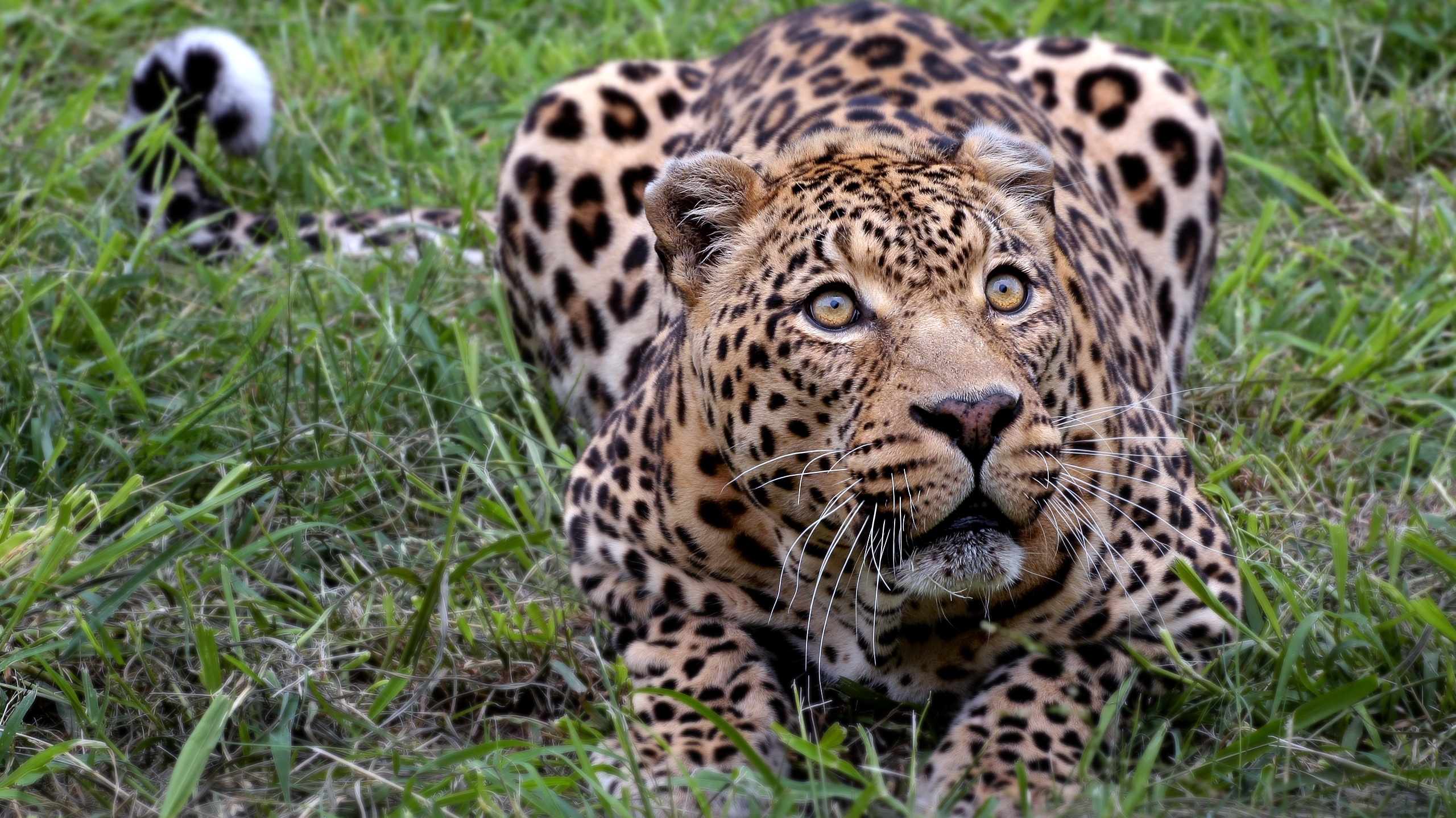 Скачати мобільні шпалери Леопард, Тварина безкоштовно.